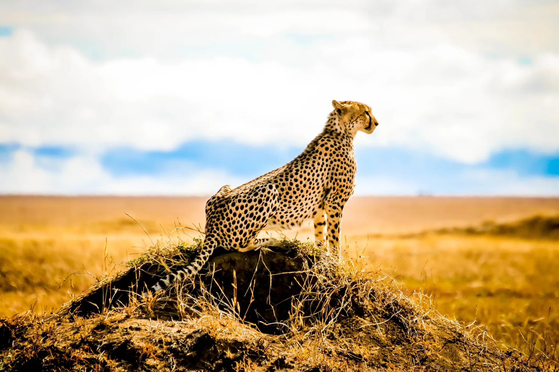 Namunyak Conservancy safari image from Cheetah