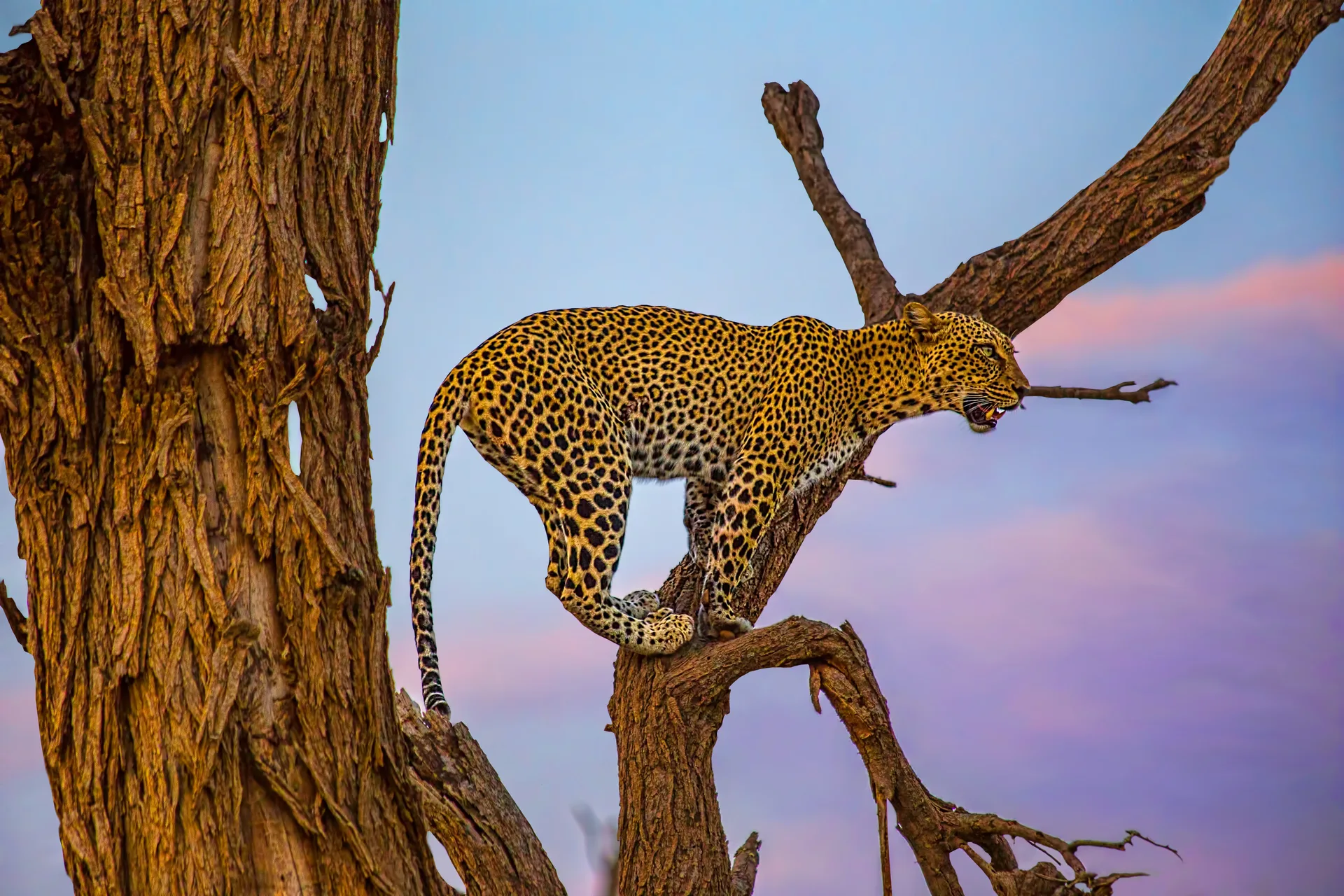 Samburu National Reserve safari image from Samburu National Park