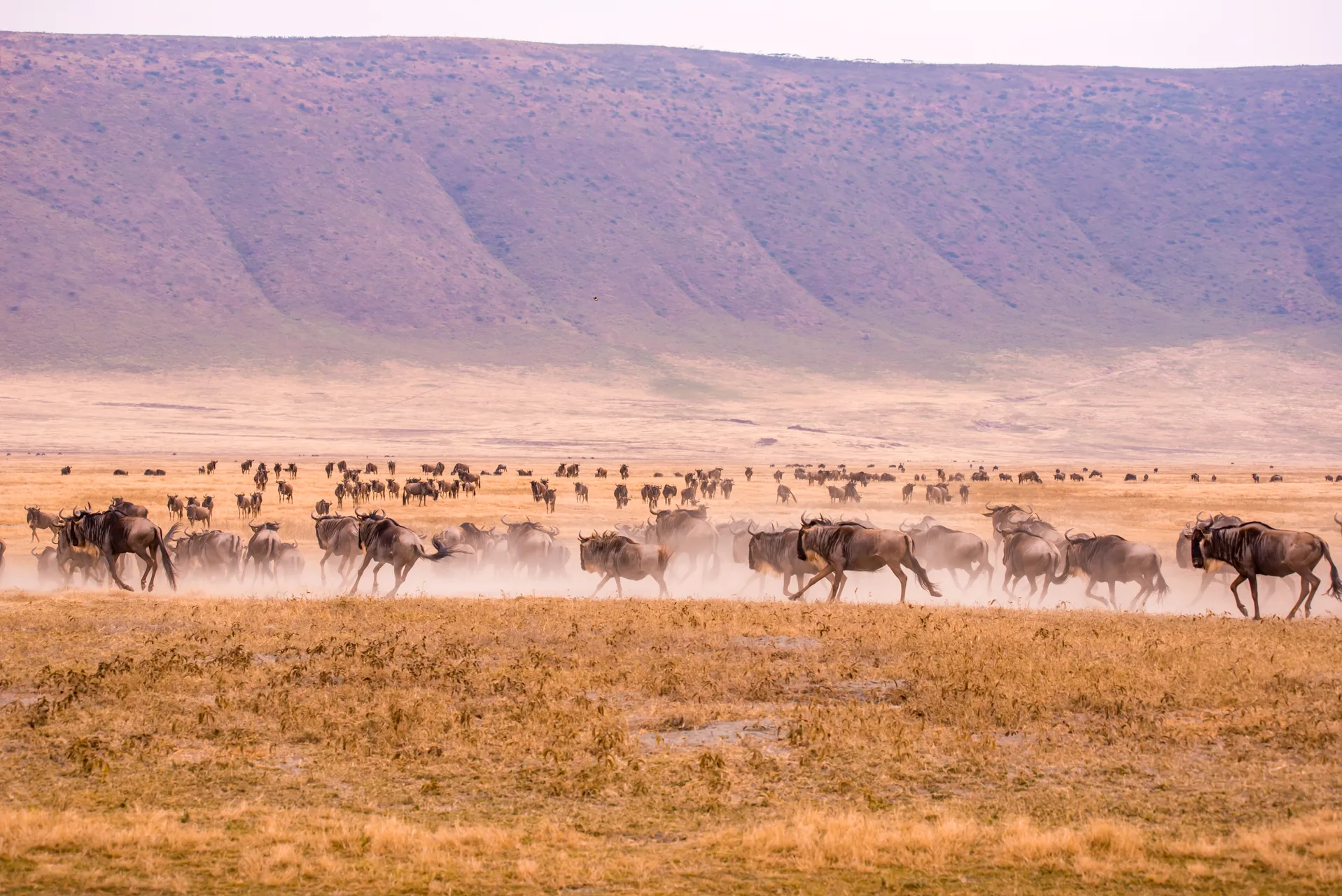 Olduvai Gorge safari image from Ngorongoro Crater