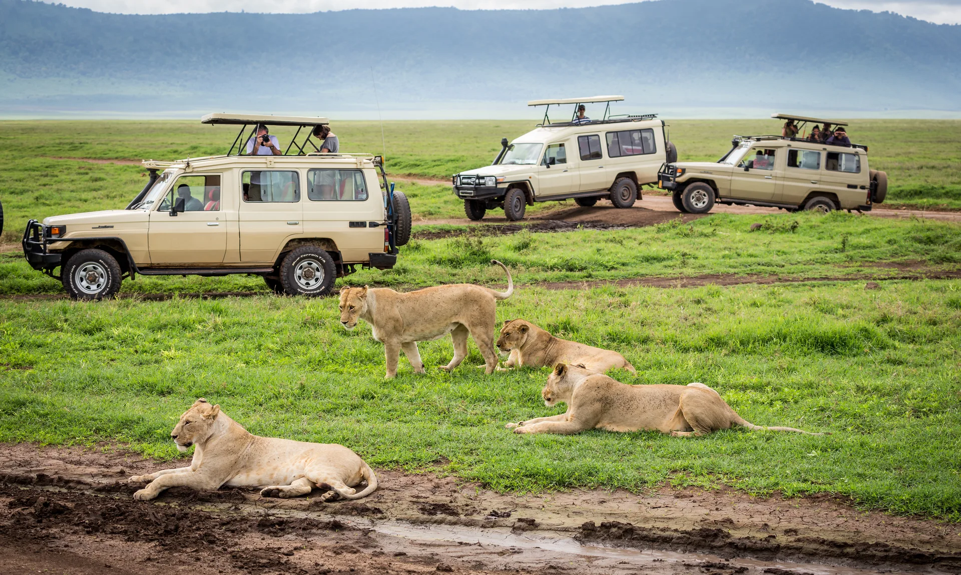 Ngorongoro Conservation Area safari image from Ngorongoro Crater