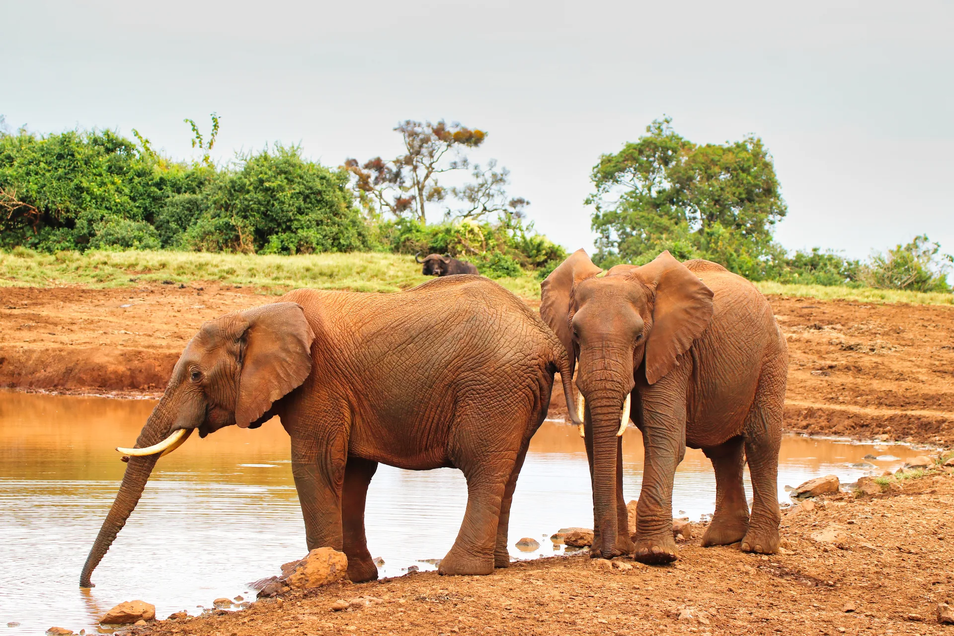 Aberdare National Park safari image from Aberdares National Park