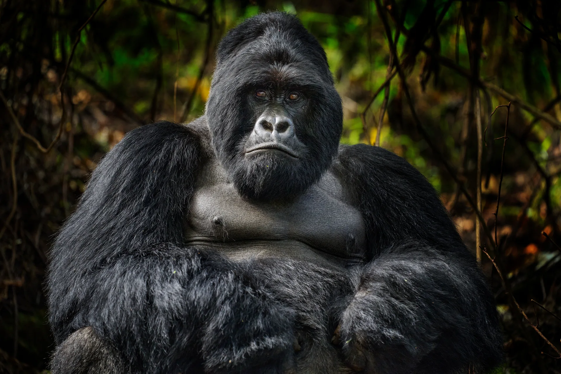 Kibale Forest safari image from Chimpanzee