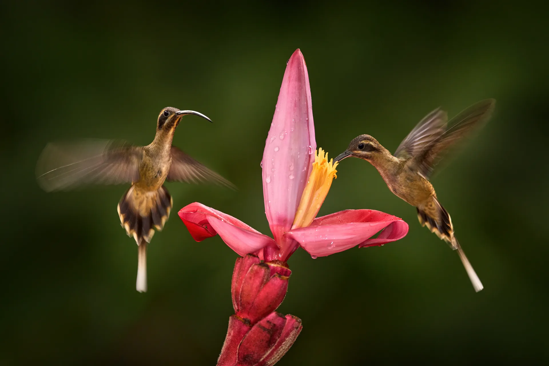 Lake Mburo National Park safari image from Birds