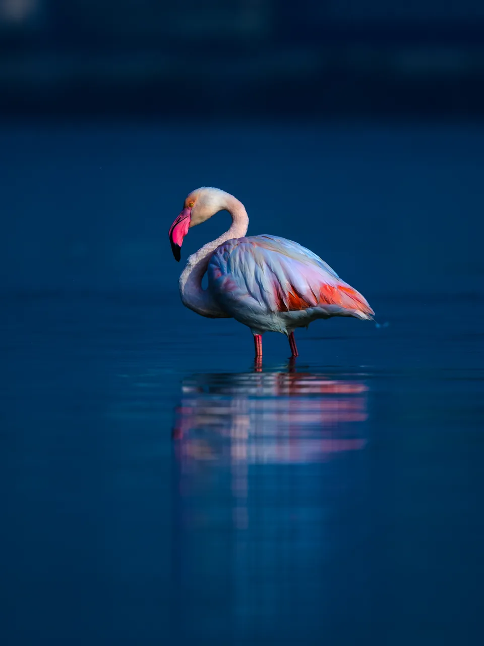 Lake Naivasha safari image from Birds