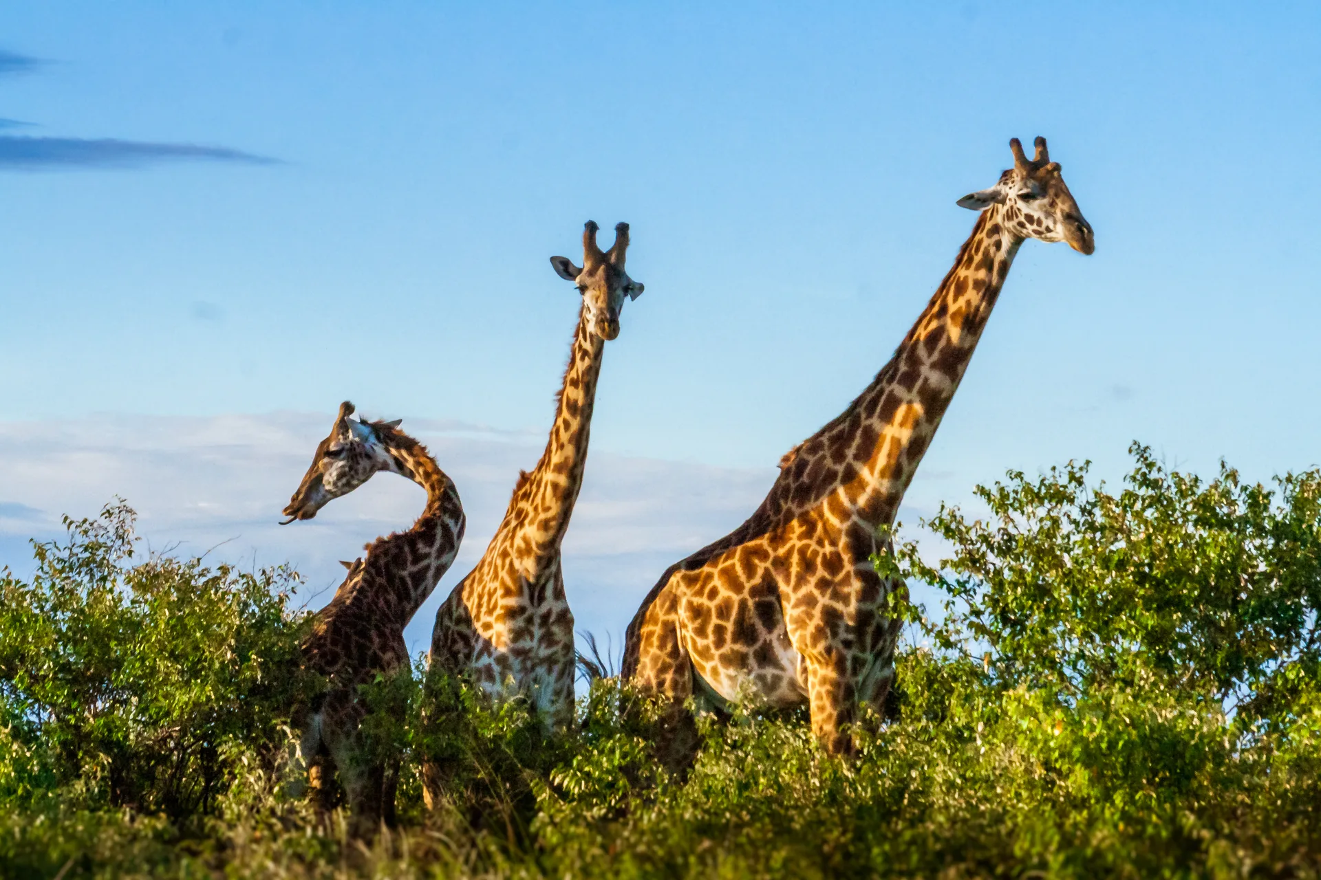 Selous Game Reserve safari image from seolus National Reserve TZ