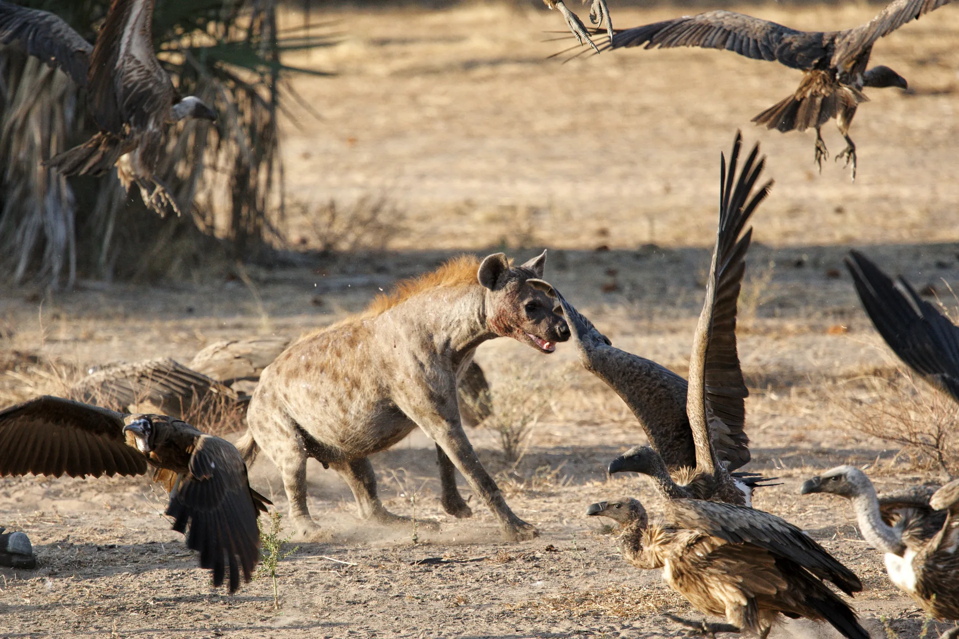 Selous Game Reserve safari image from seolus National Reserve TZ