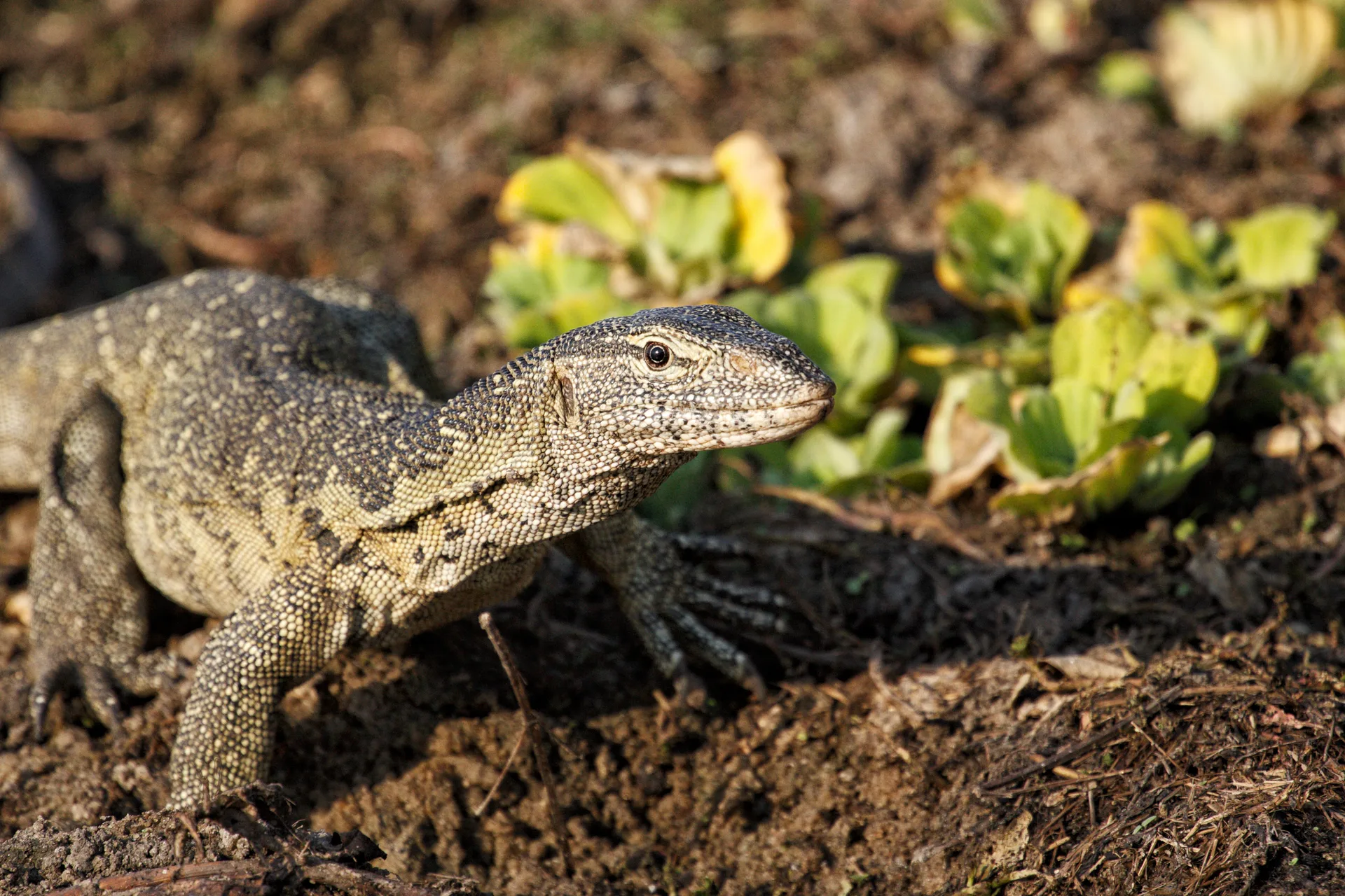 Selous Game Reserve safari image from seolus National Reserve TZ