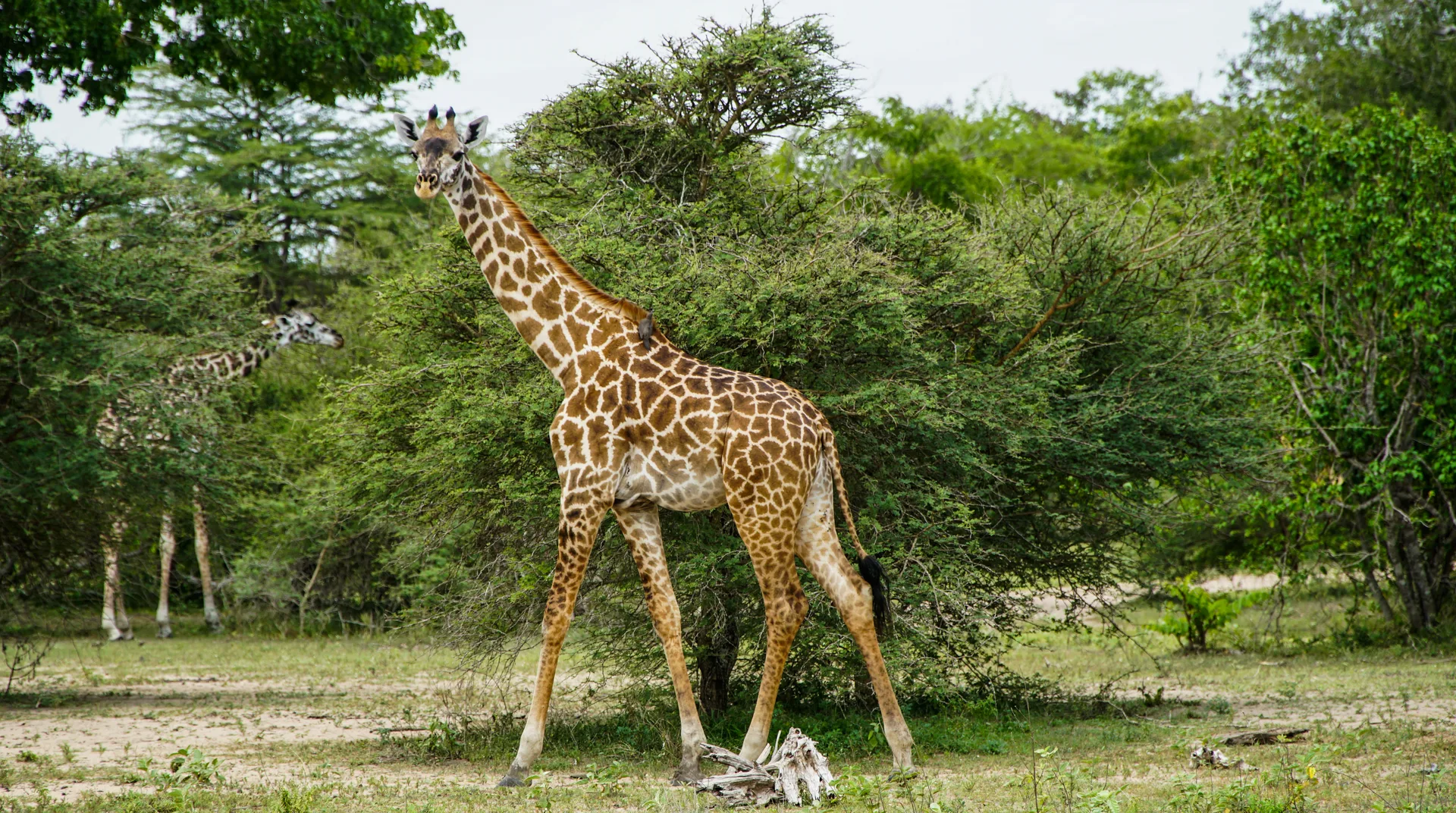 Selous Game Reserve safari image from seolus National Reserve TZ