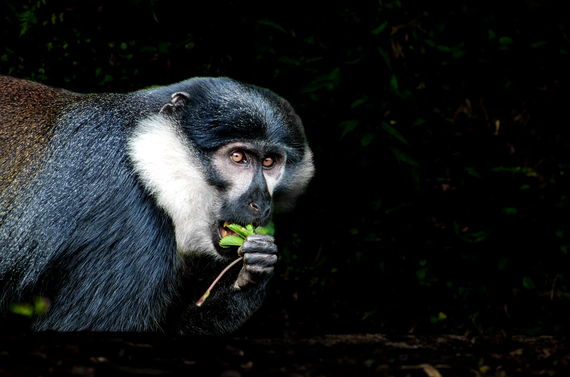 Kigali safari image from Rwanda