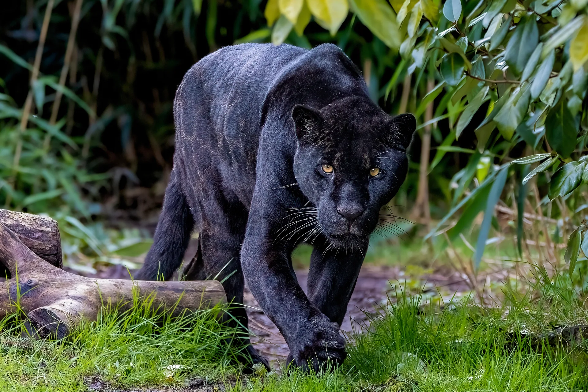 Loisaba Conservancy safari image from Black Leopard