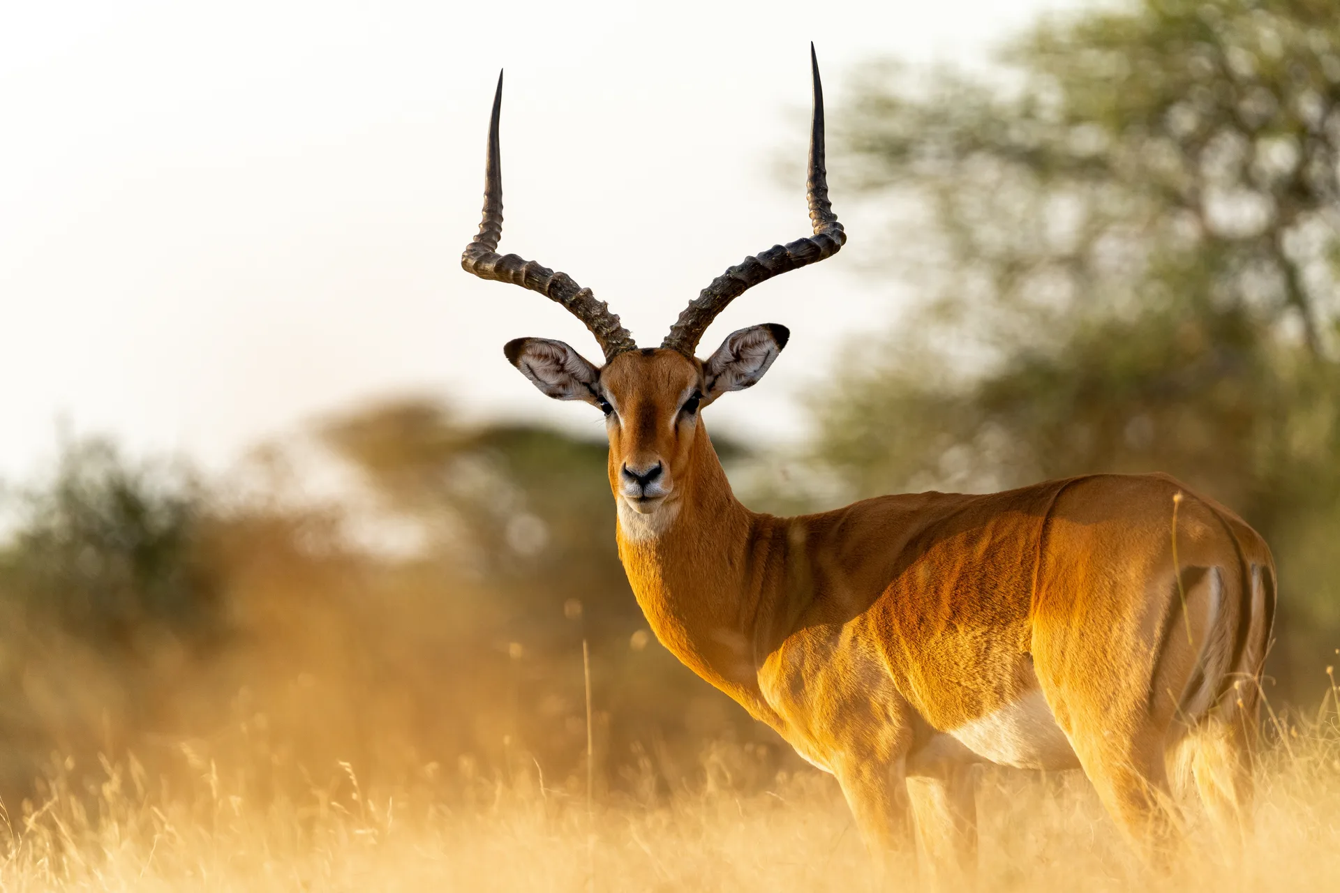 Selenkay Conservancy safari image from Antelopes