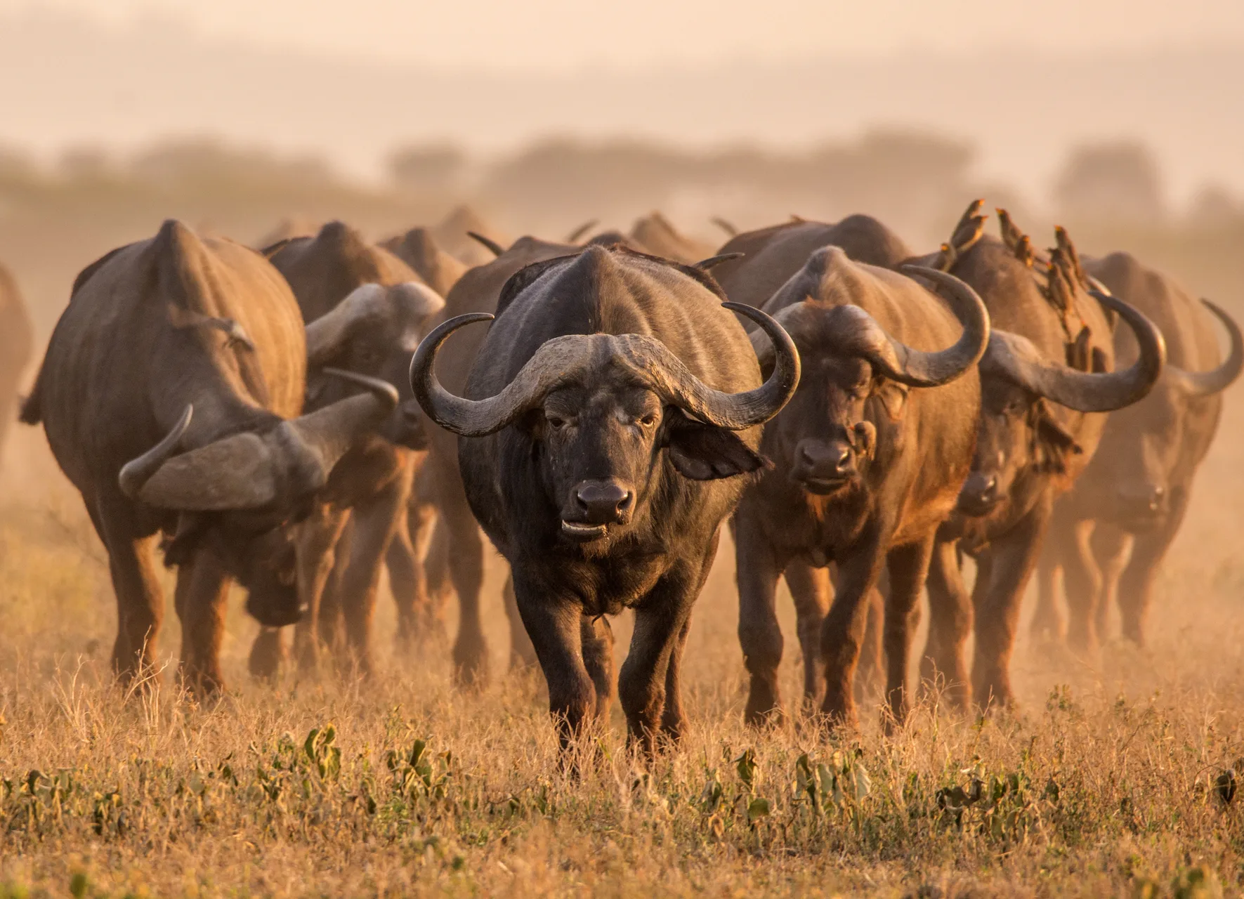 Katavi National Park safari image from Buffalo