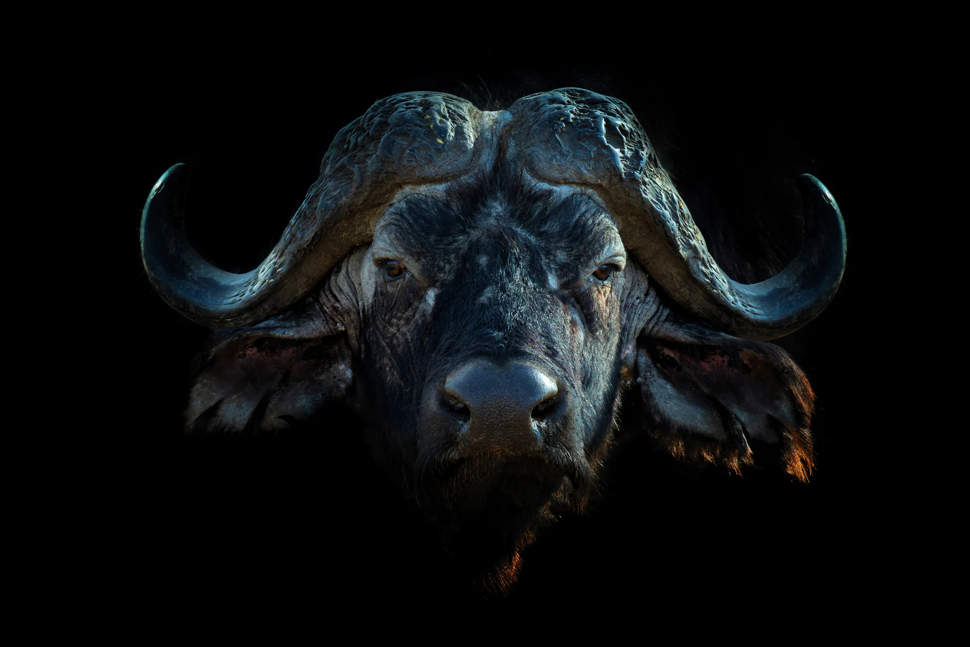 Buffalo Springs National Reserve safari image from Buffalo