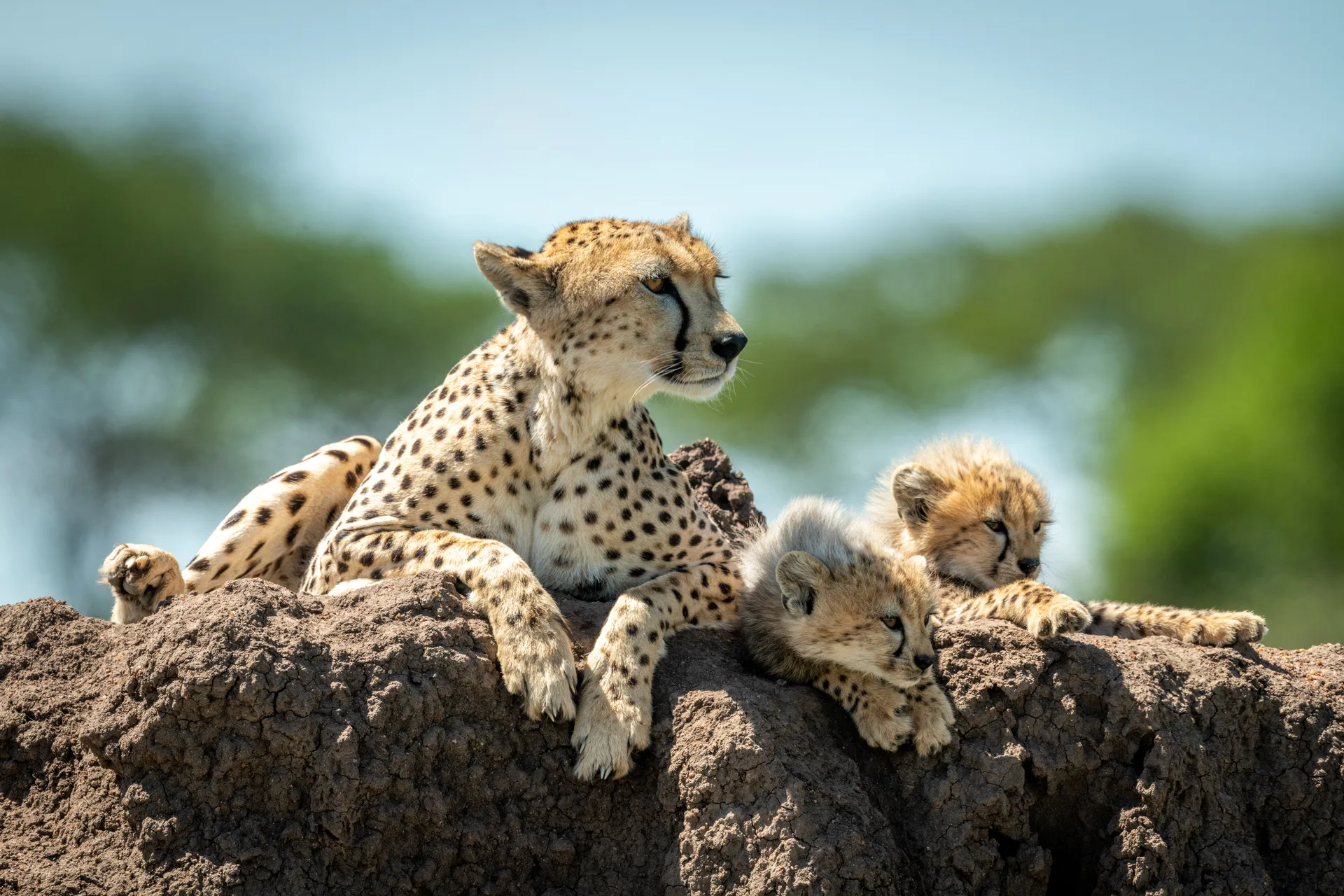 Buffalo Springs National Reserve safari image from Cheetah