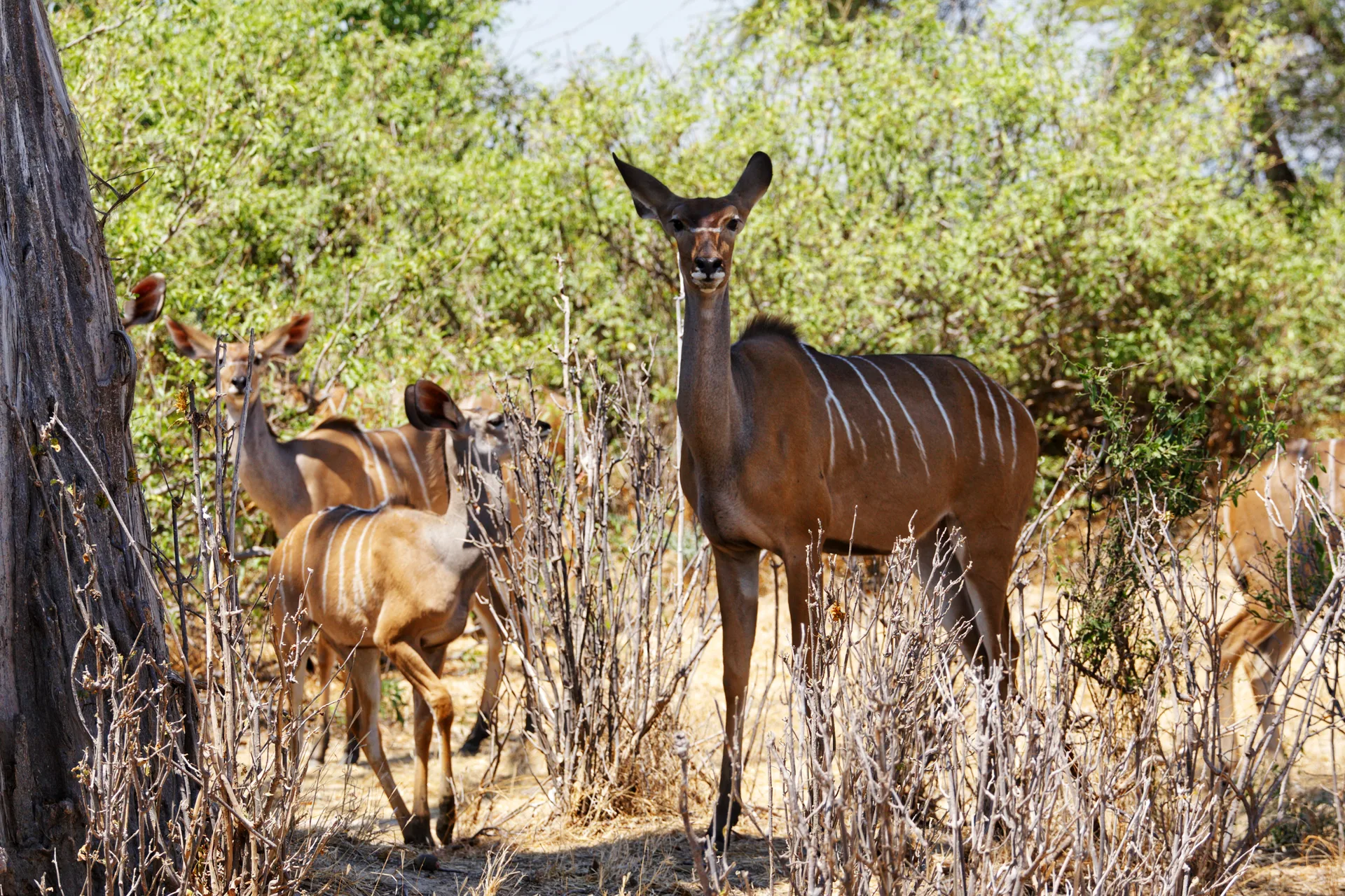 Ruaha National Park safari image from Ruaha National Park