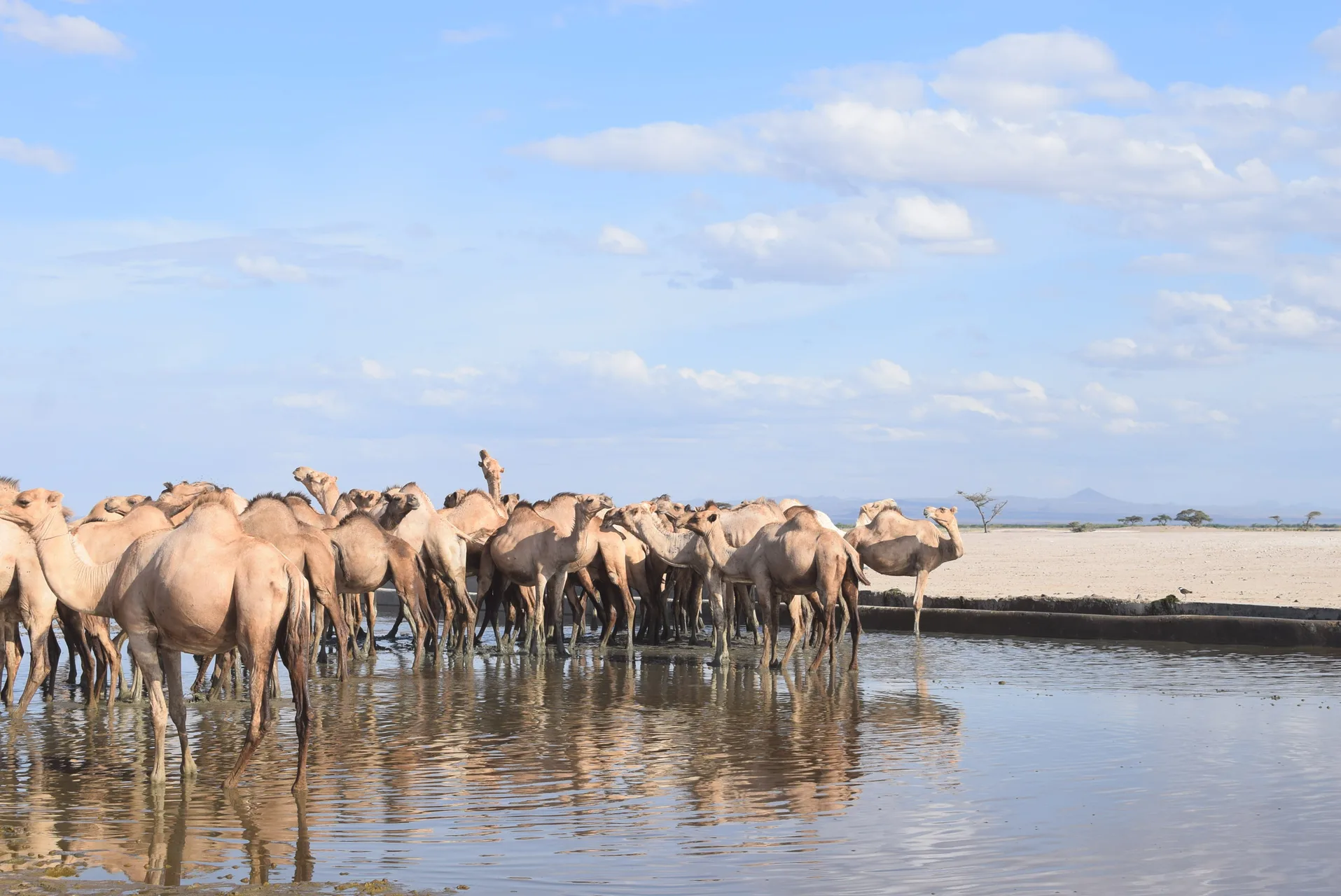 Mathews Range safari image from Northern kenya
