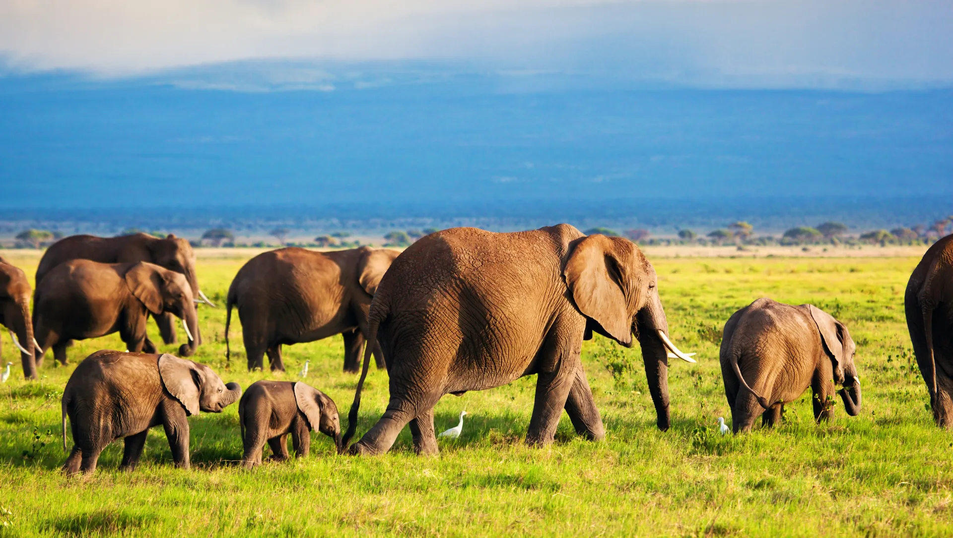 Amboseli National Park safari image from Amboseli National Park