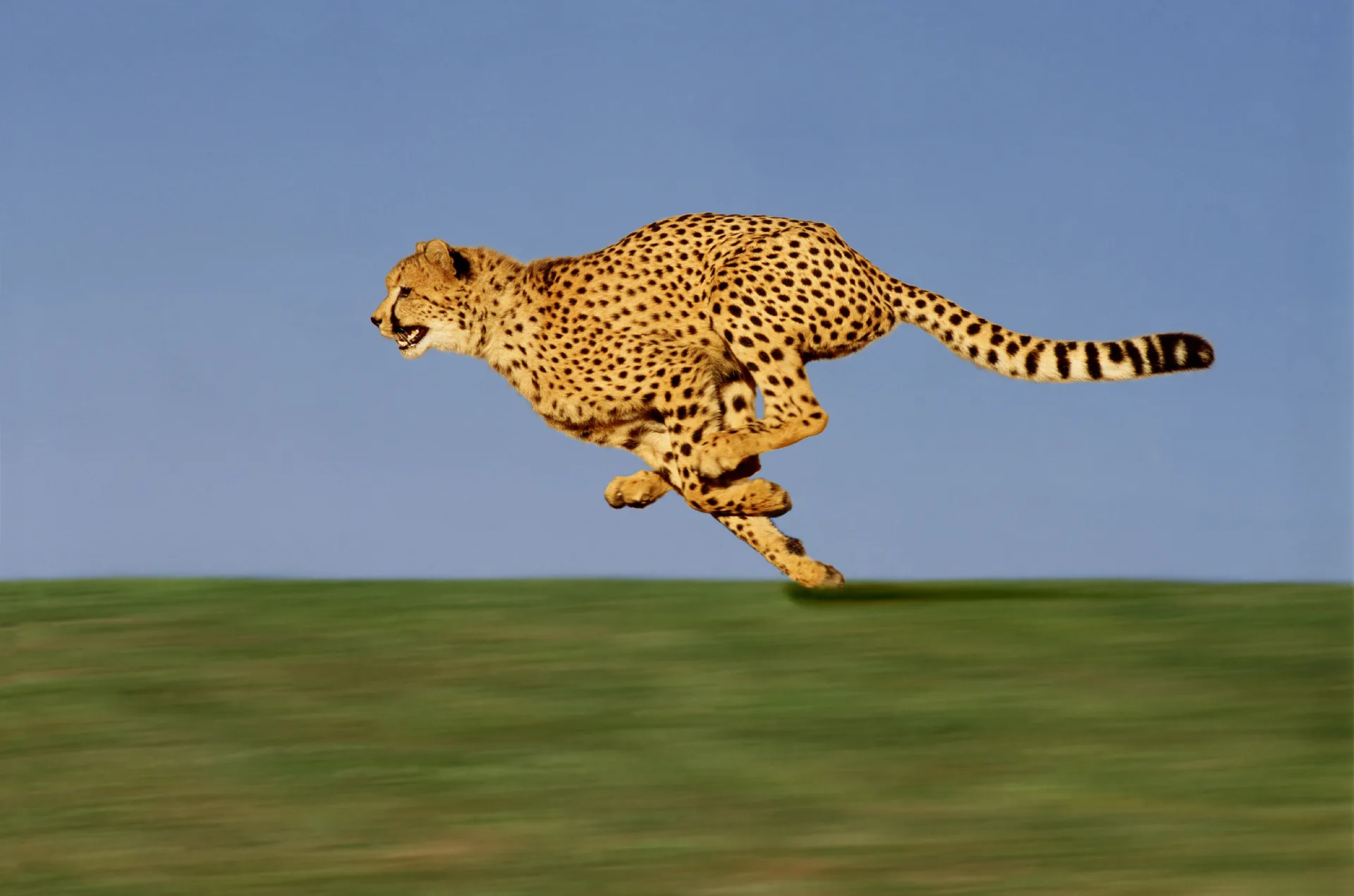 Marsabit National Park safari image from Cheetah