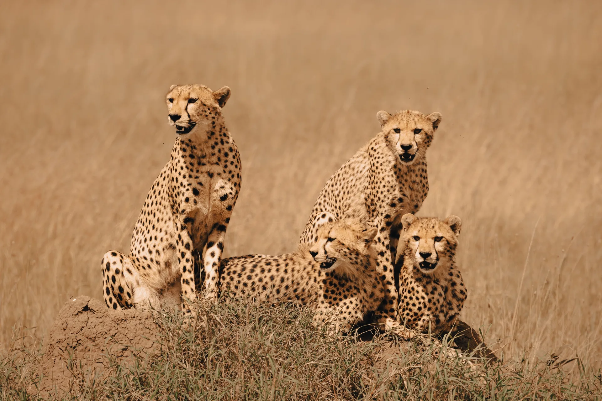 Marsabit National Park safari image from Cheetah