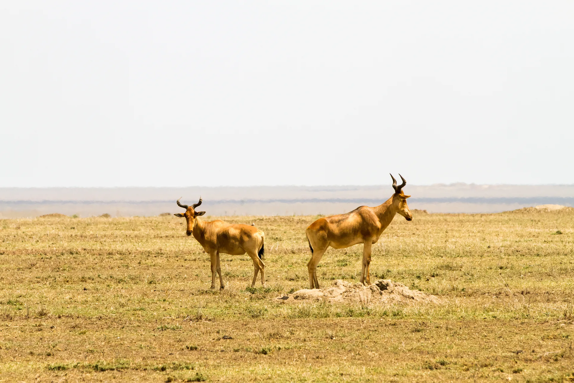 Maasai Mara National Reserve safari image from Masai Mara National Park