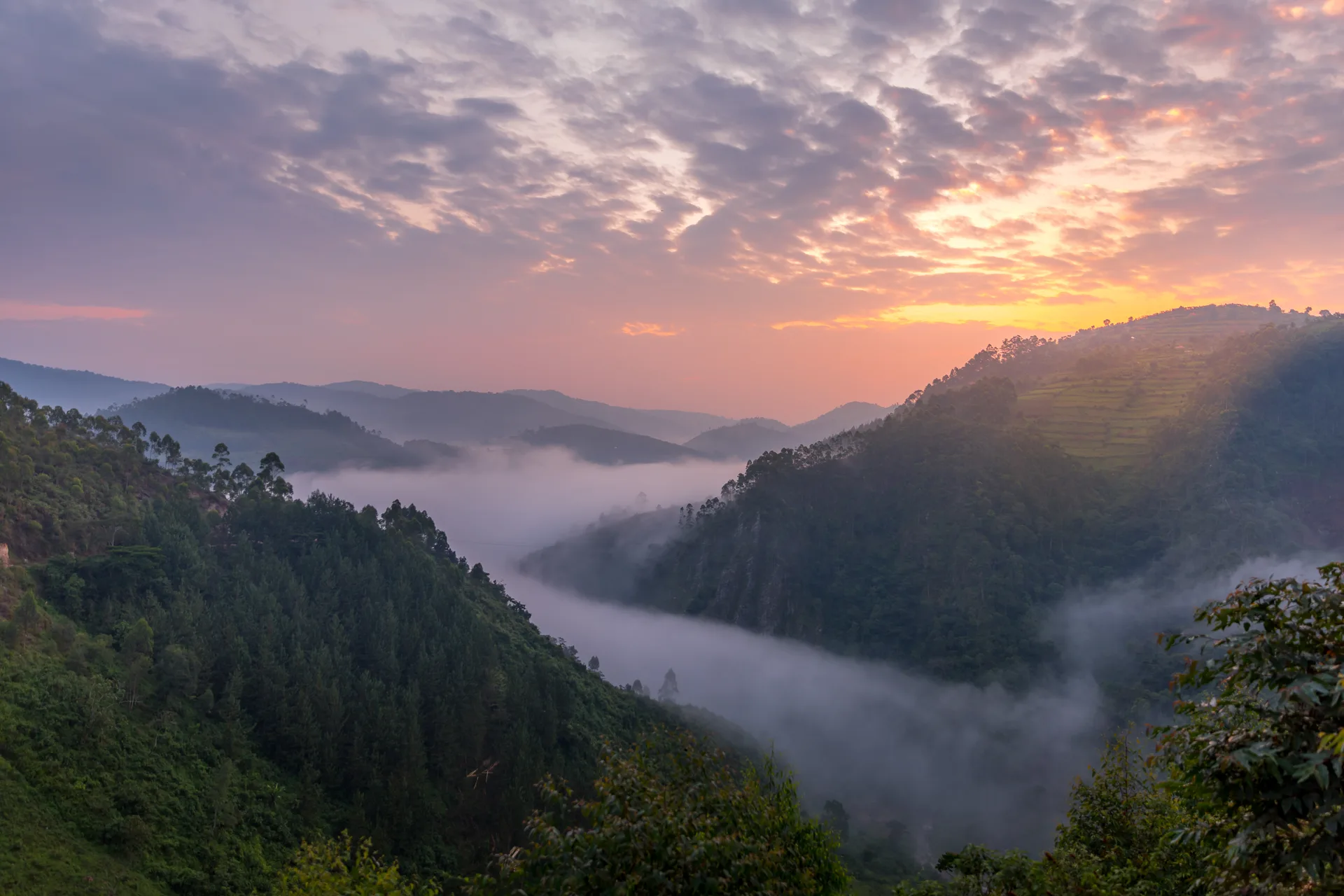 Bwindi Impenetrable Forest safari image from Uganda
