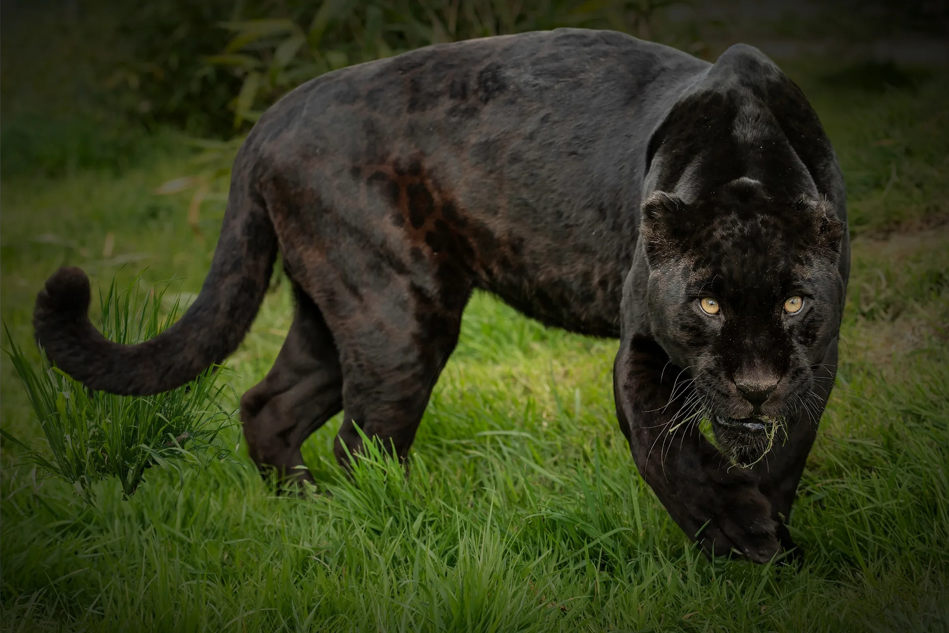 Laikipia safari image from Black Leopard