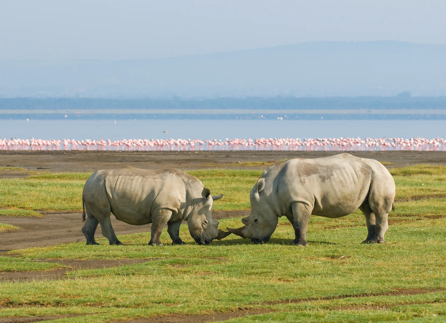 Lake Nakuru National Park safari image from Lake Nakuru National Park