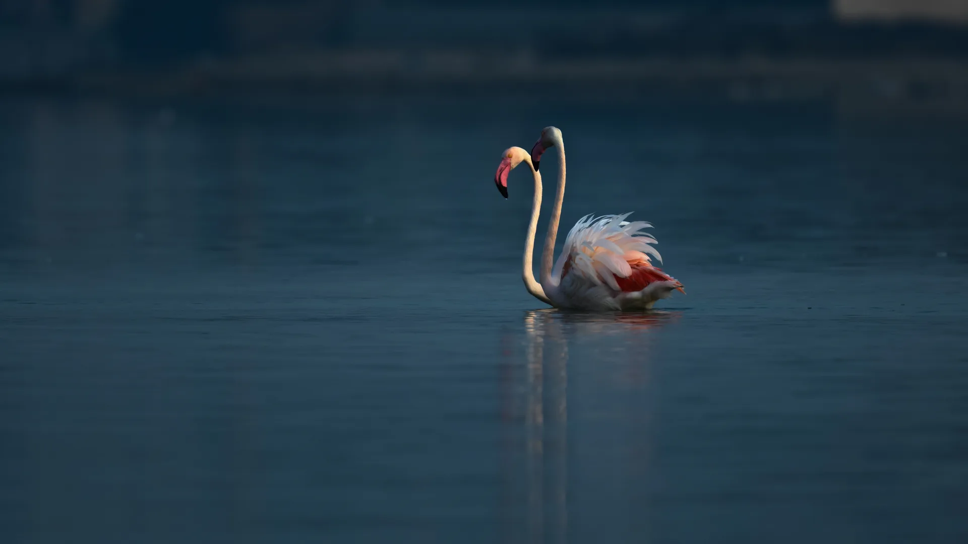 Lake Turkana safari image from Birds