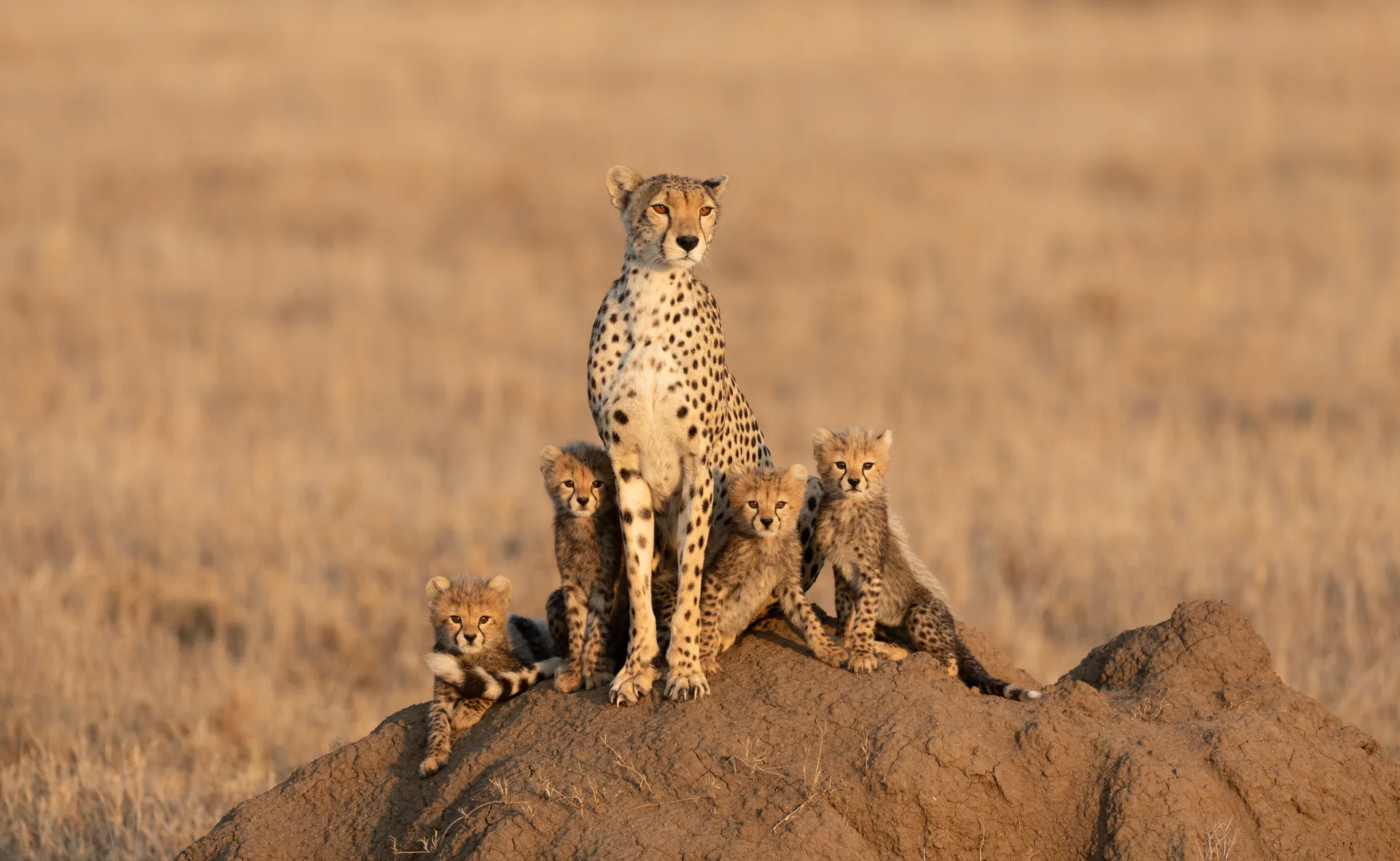Masai Mara National Reserve safari image from Cheetah