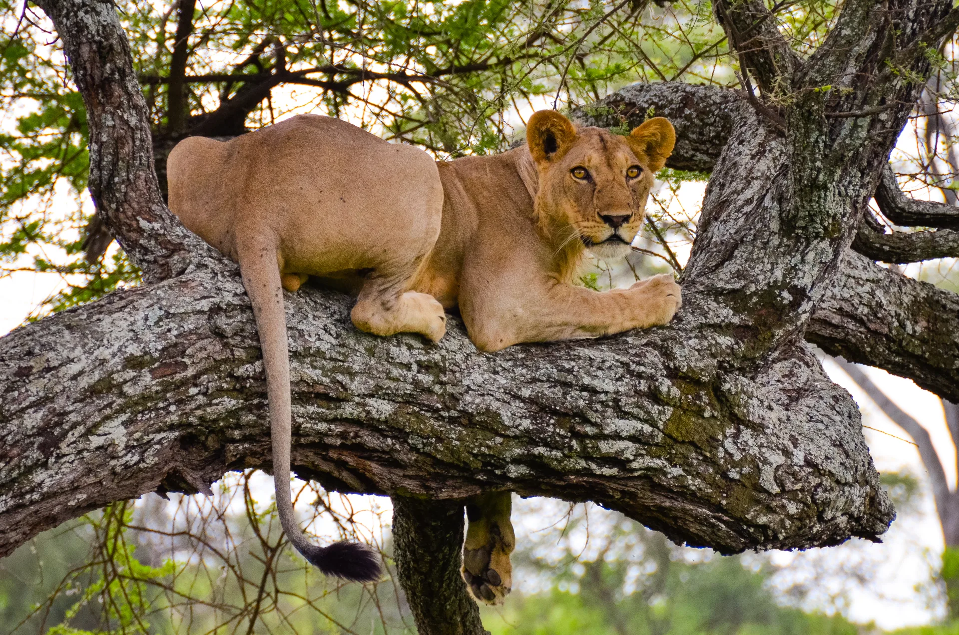Tarangire National Park safari image from Tarangire National Park