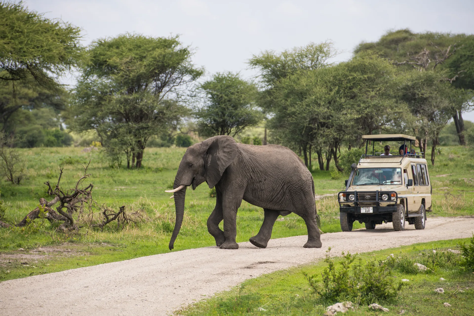 Tarangire National Park safari image from Tarangire National Park