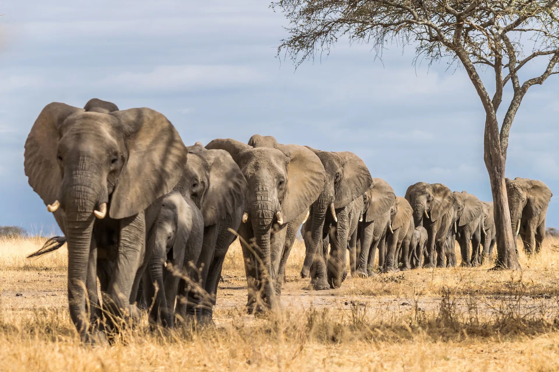 Tarangire National Park safari image from Tarangire National Park