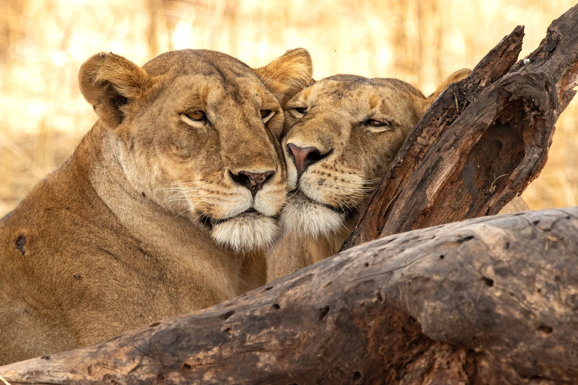 Tarangire National Park safari image from Tarangire National Park