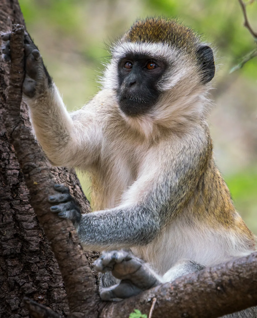 Tarangire National Park safari image from Tarangire National Park
