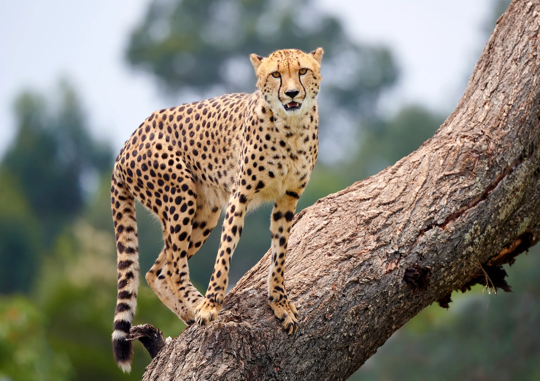 Ol Pejeta Conservancy safari image from Cheetah