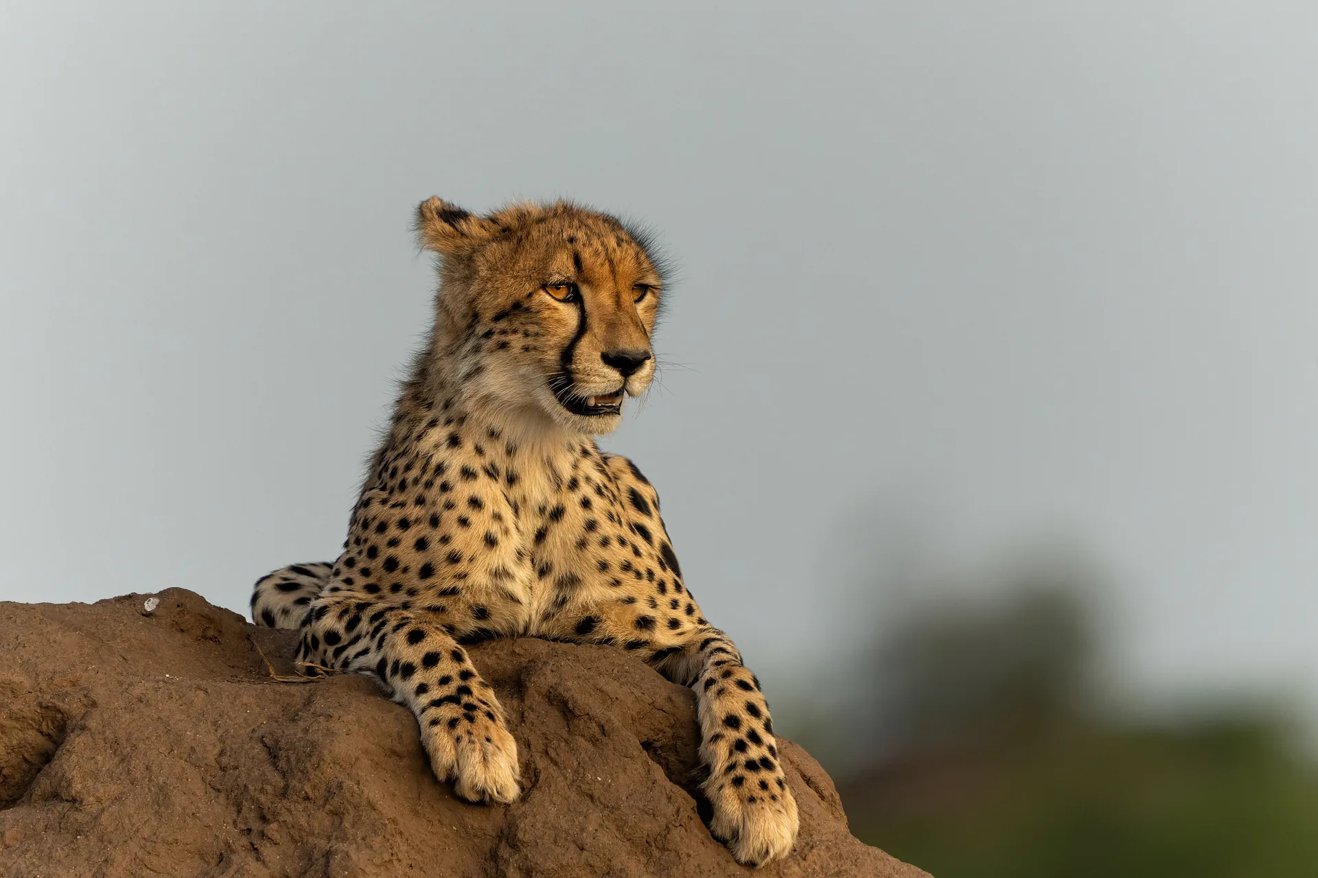 Ol Pejeta Conservancy safari image from Cheetah