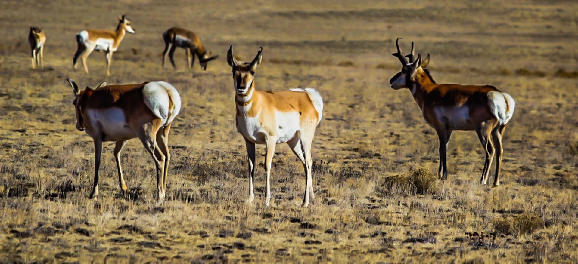 Ngorongoro Crater safari image from Ngorongoro Crater