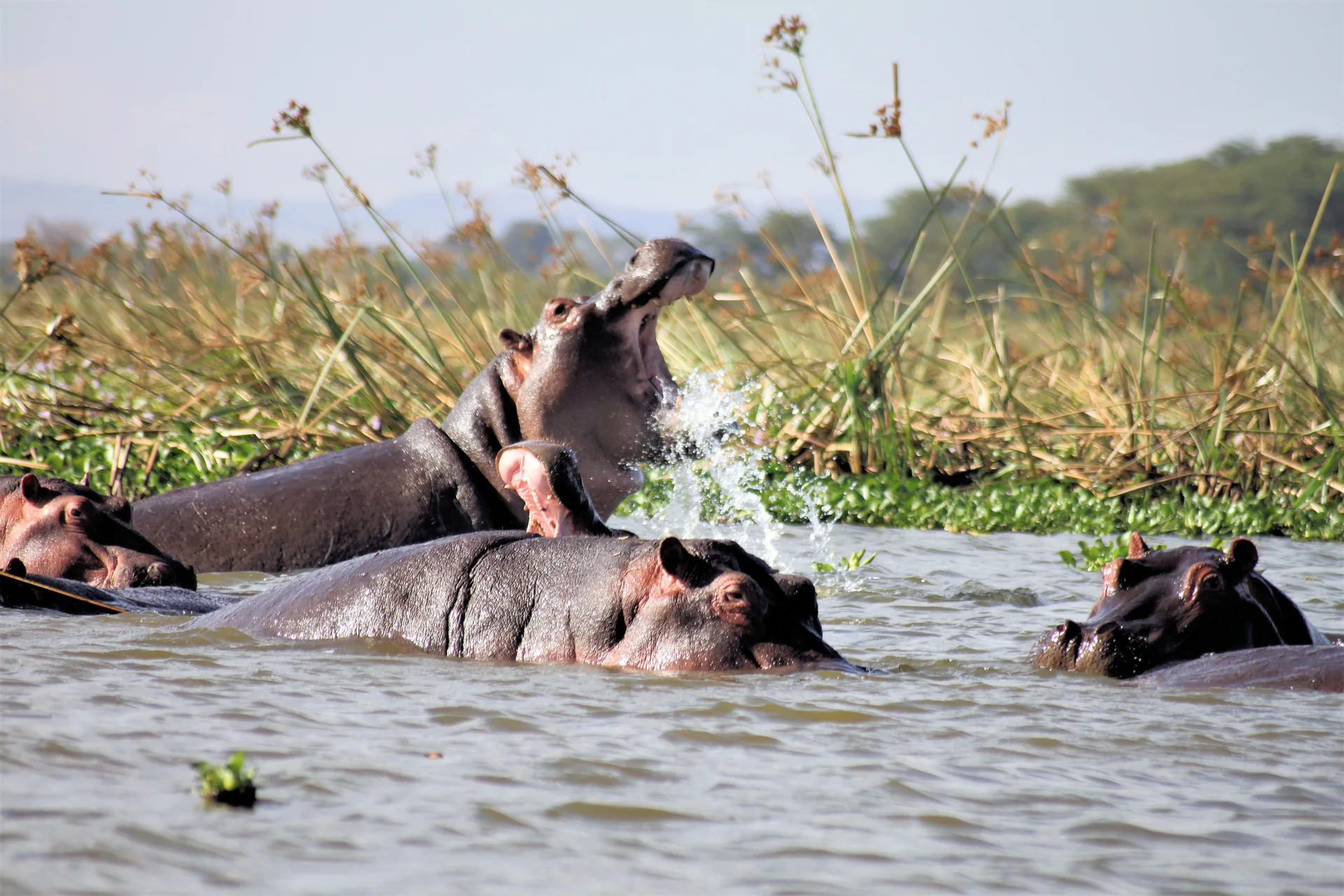 Lake Elementaita safari image from Lake Nakuru National Park