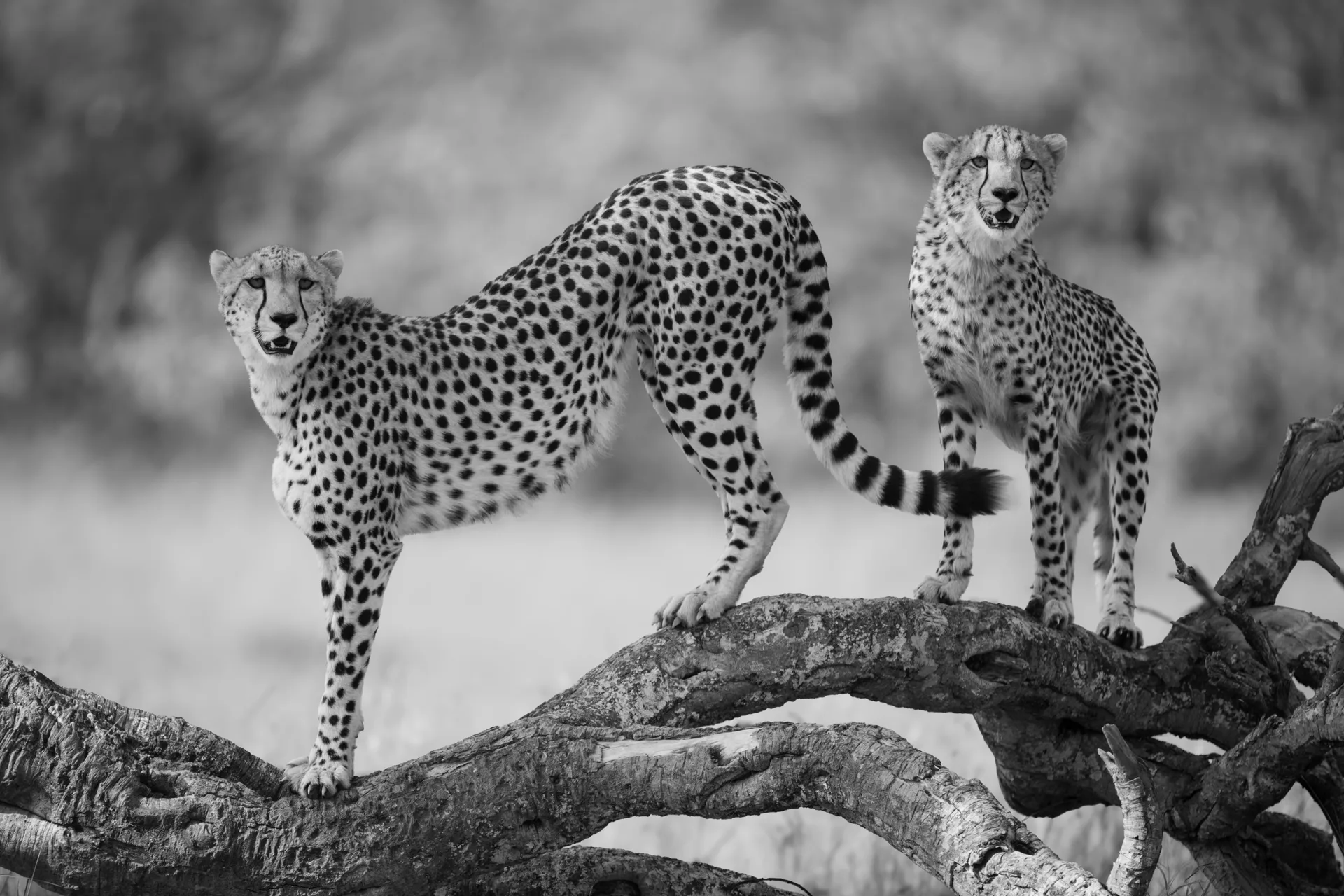 Maralal safari image from Cheetah