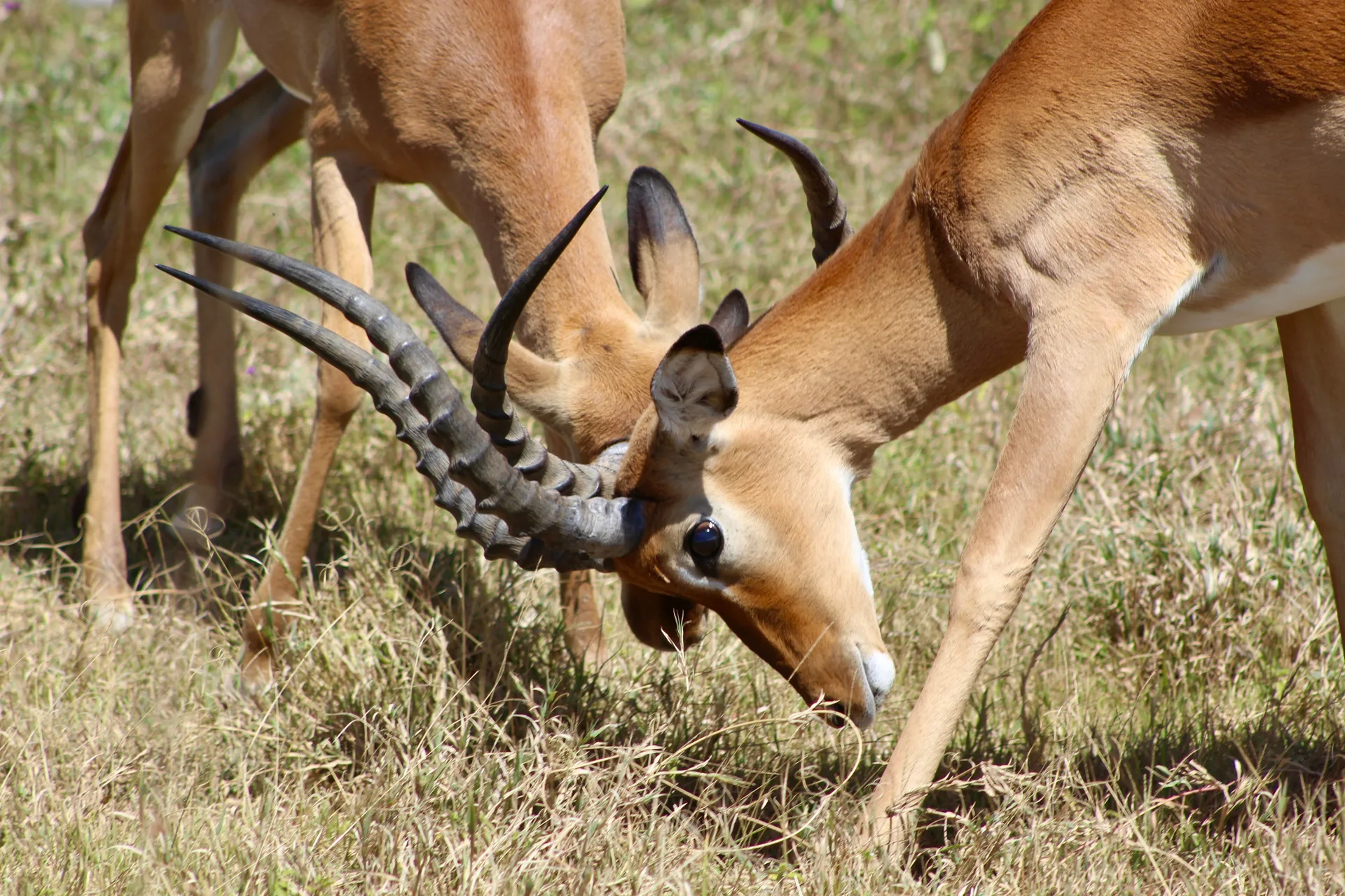 Sweetwaters Conservancy safari image from Antelopes