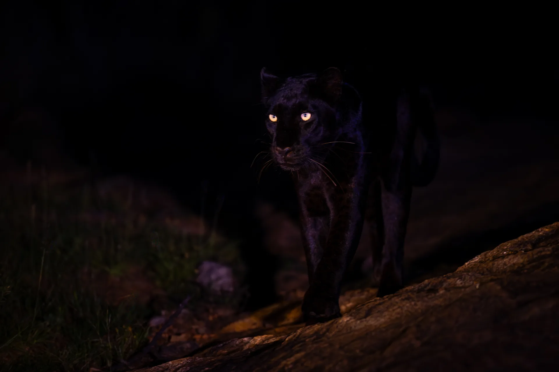 Mahale National Park safari image from Black Leopard