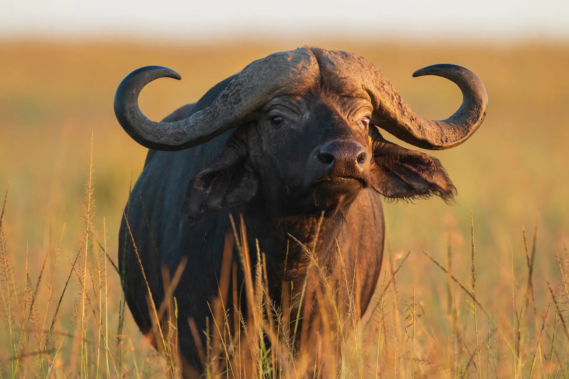 Mahale National Park safari image from Buffalo