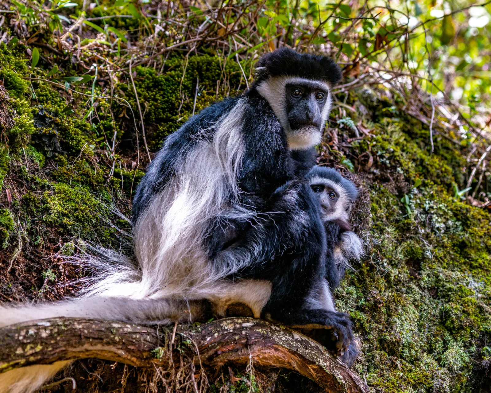 Classic Safari Escapade: From Hills to Plains safari image from Aberdares National Park