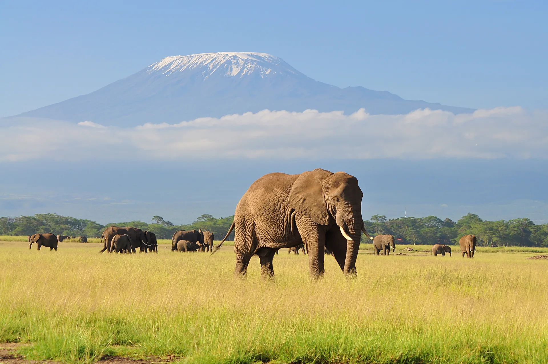 The Ultimate Kenyan Safari Experience safari image from Amboseli National Park