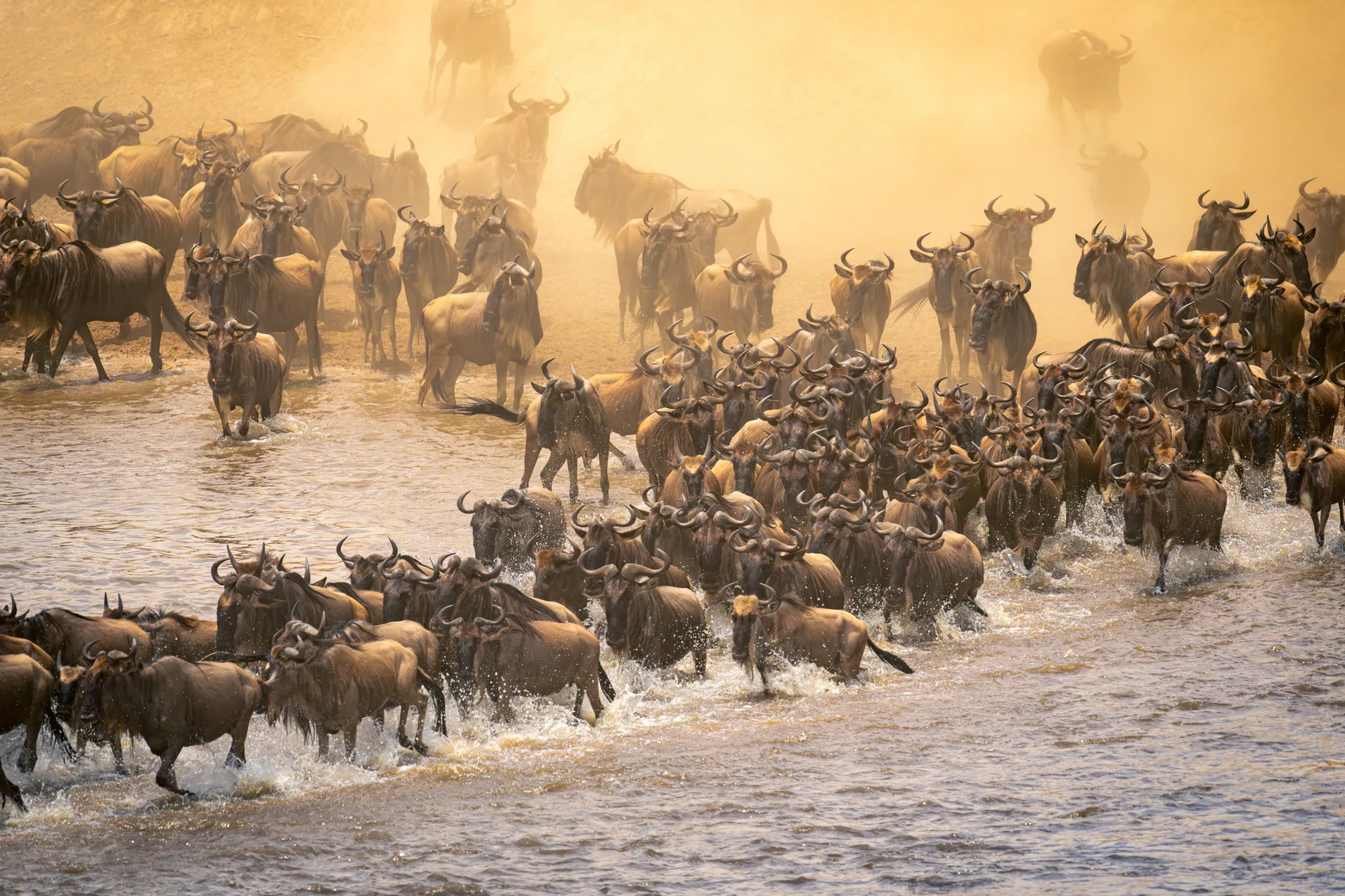 East Africa’s Ultimate Safari Experience safari image from Serengeti National Park