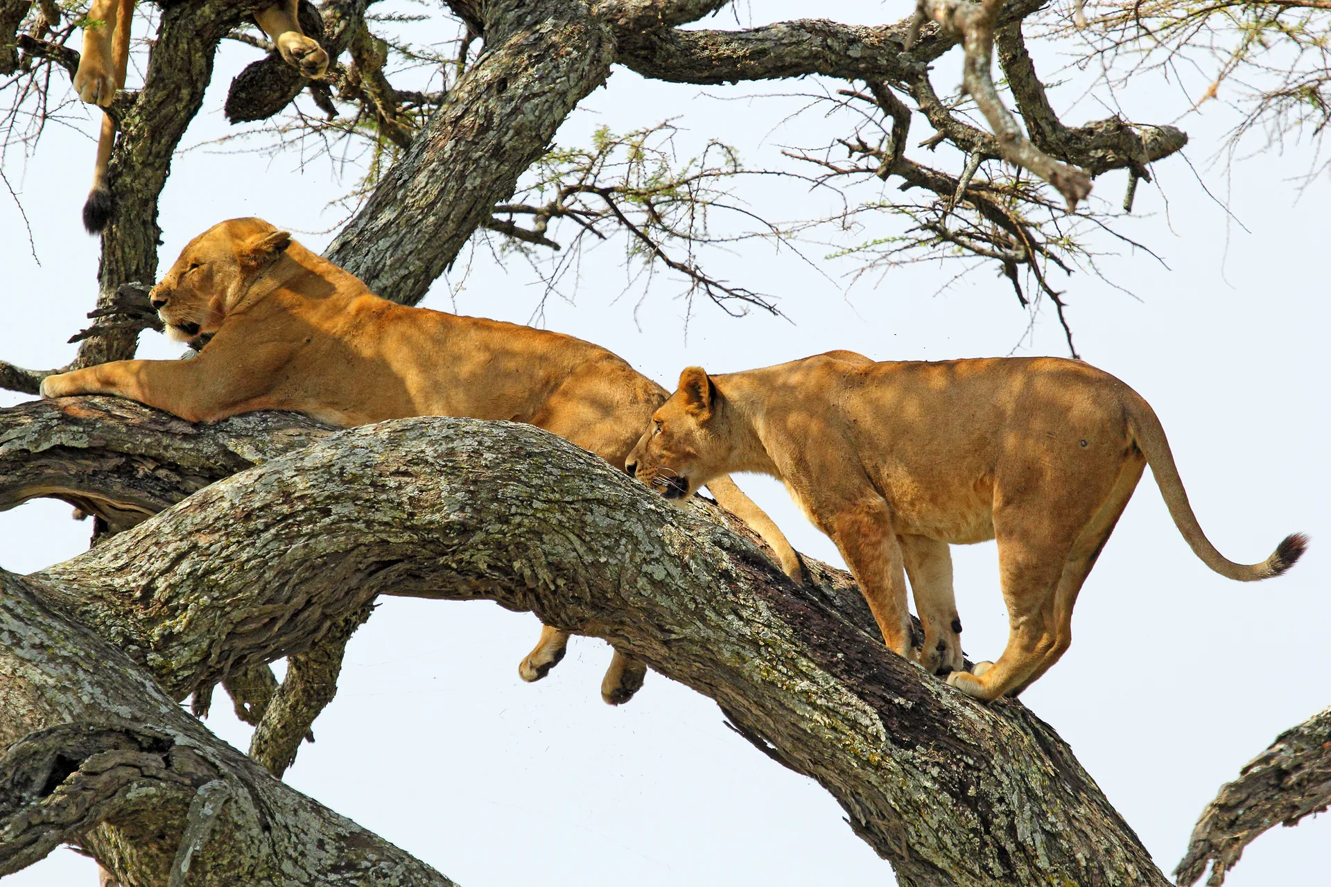 Exotic Honeymoon & Migration Adventure safari image from Serengeti National Park