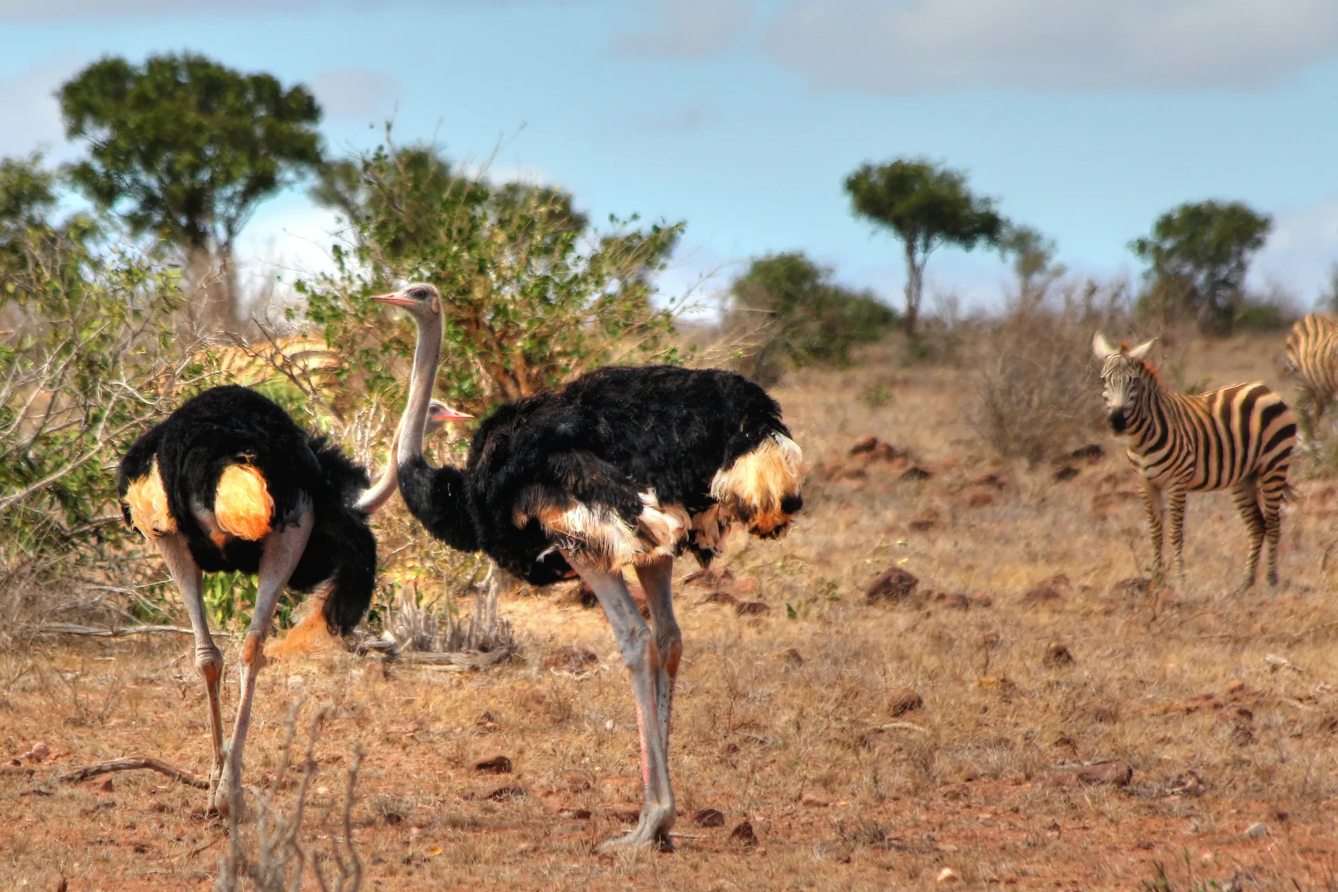 Kilimanjaro & Safari Wonders Tour safari image from Amboseli National Park