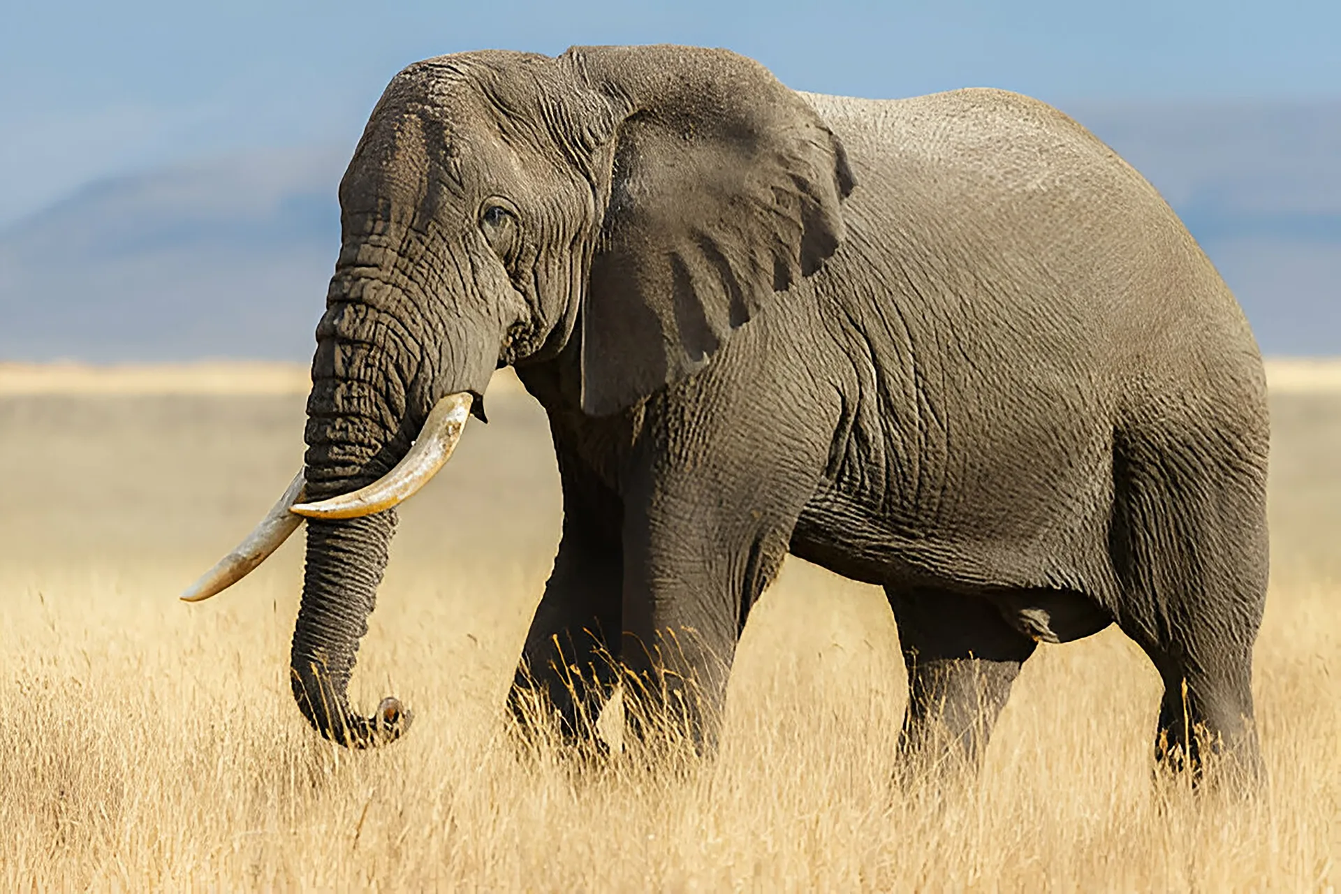 Safari Redefined: The Essence of the Wild safari image from Samburu National Park
