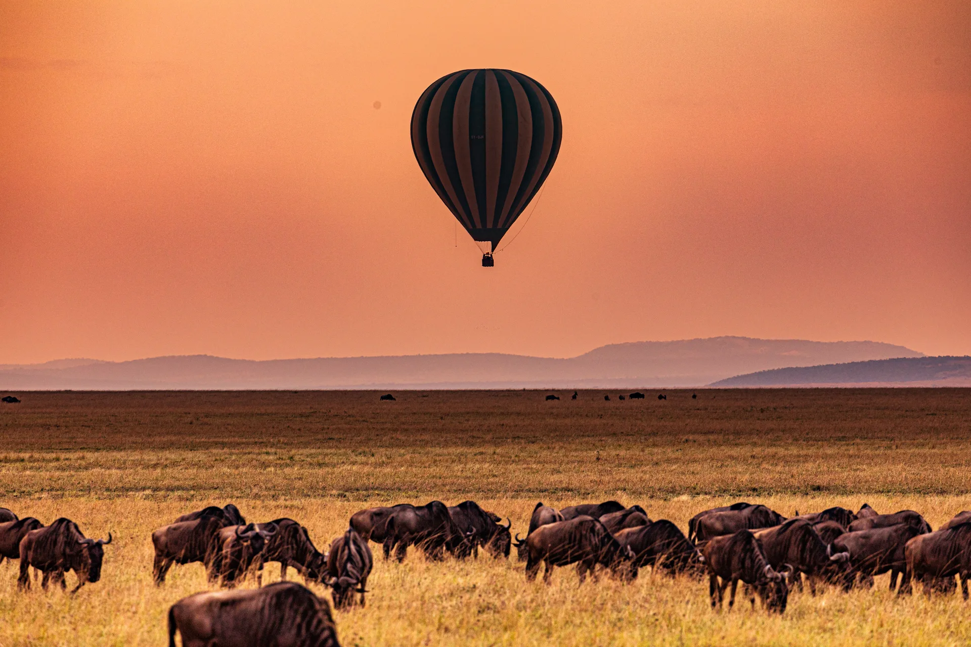 Tanzania's Untamed Splendor Safari safari image from Serengeti National Park