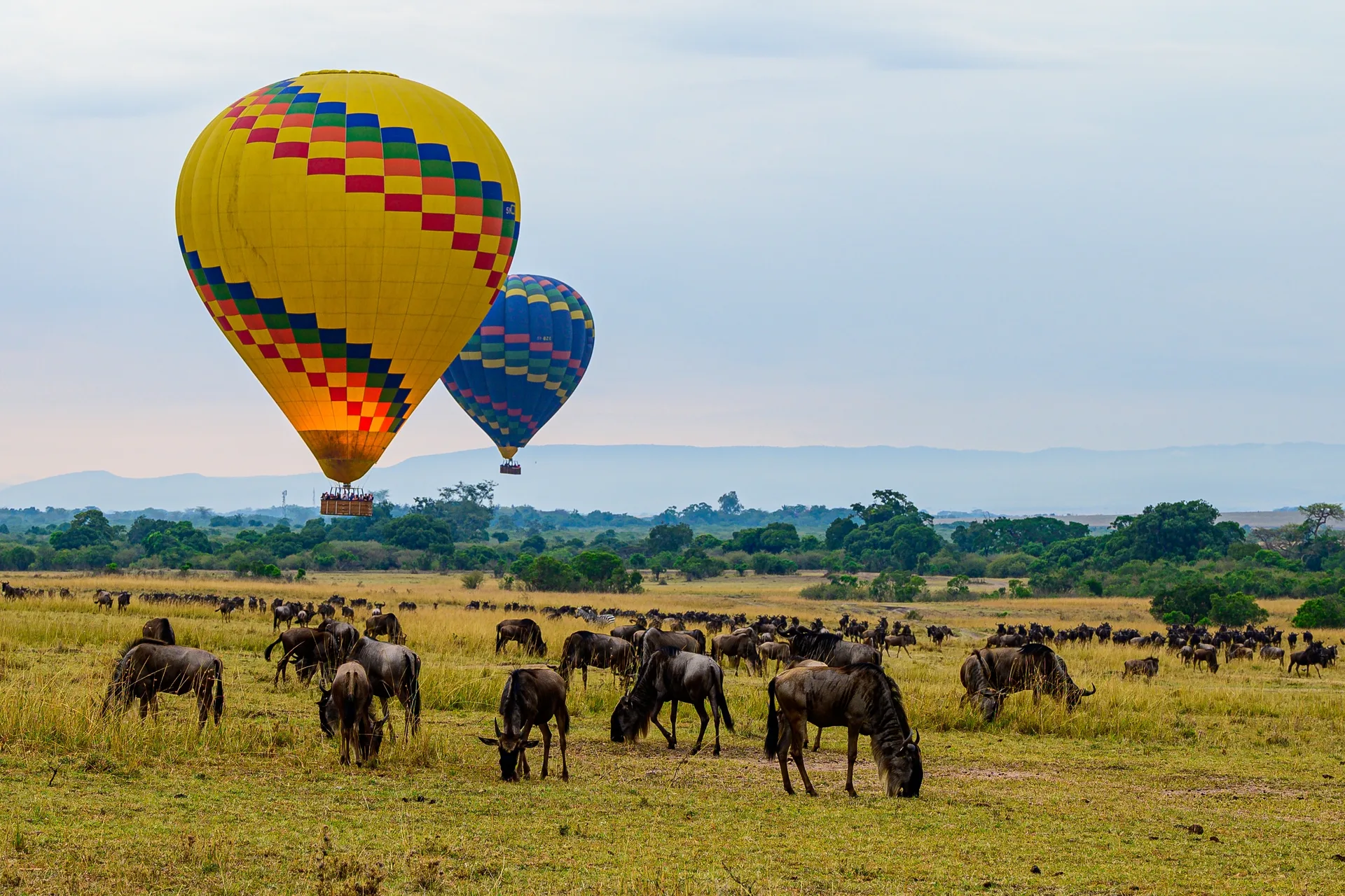 Masai Mara Expedition safari image from Wildbeast Migration